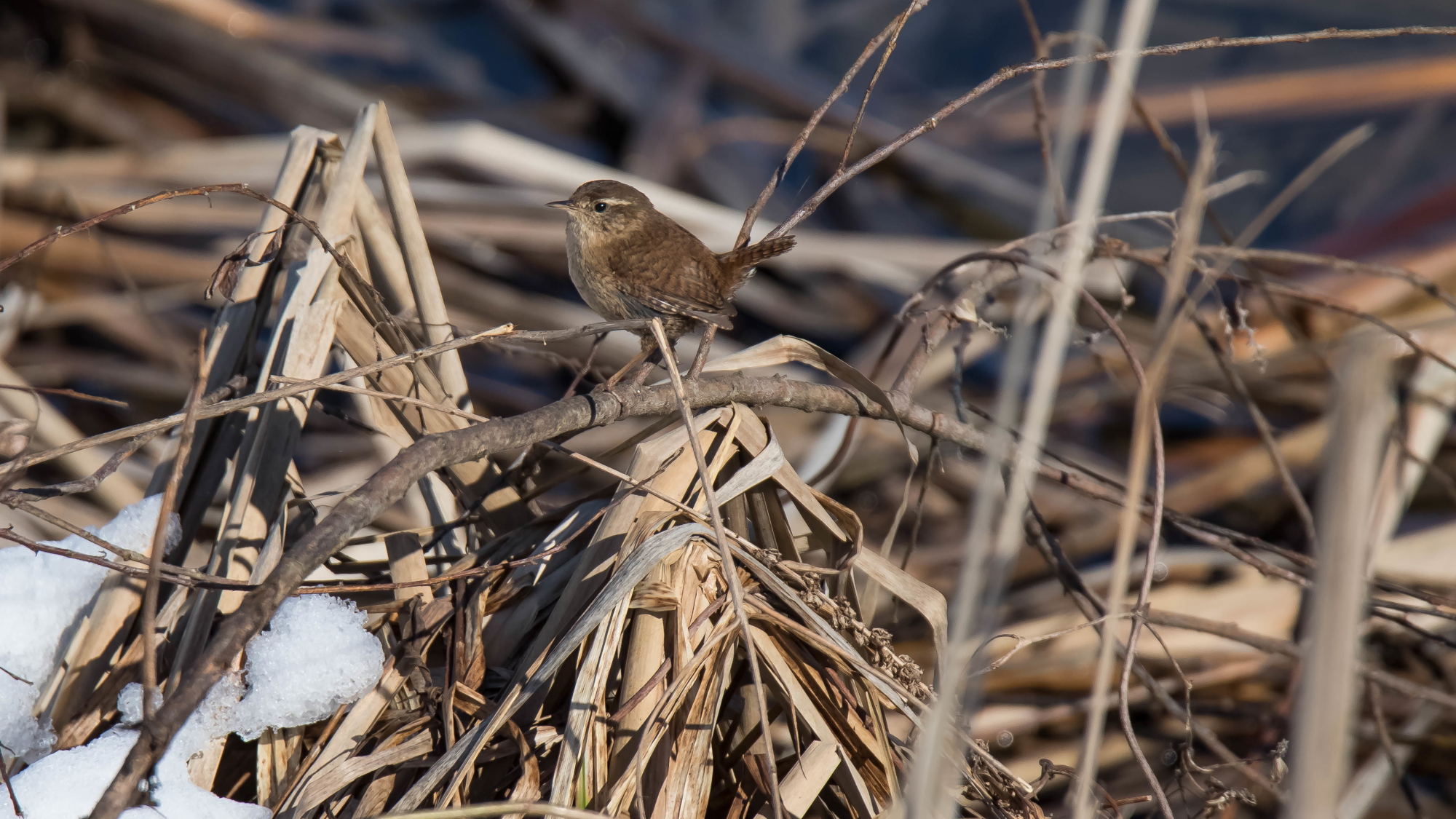 Scricciolo di palude