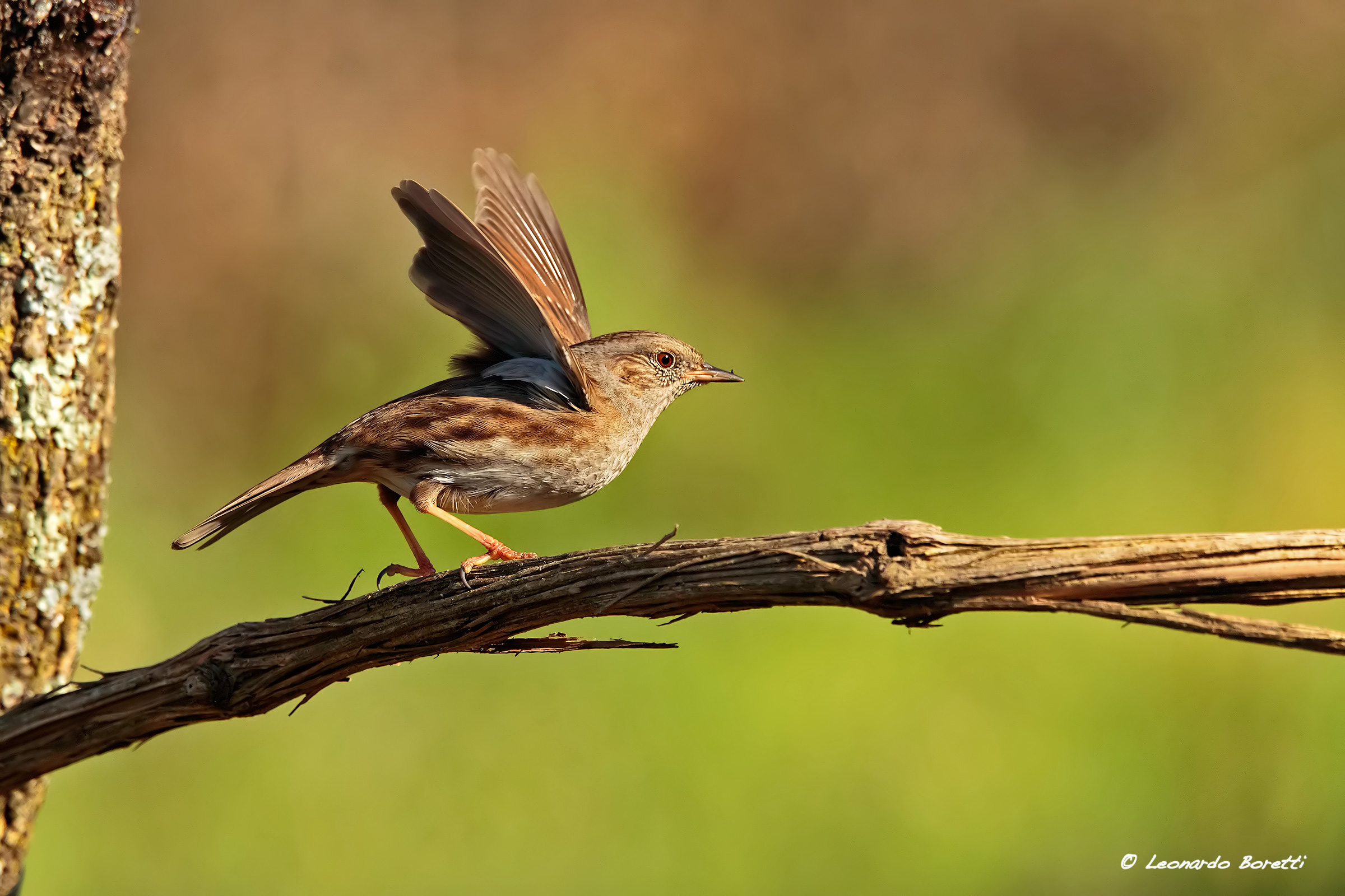 Dunnock