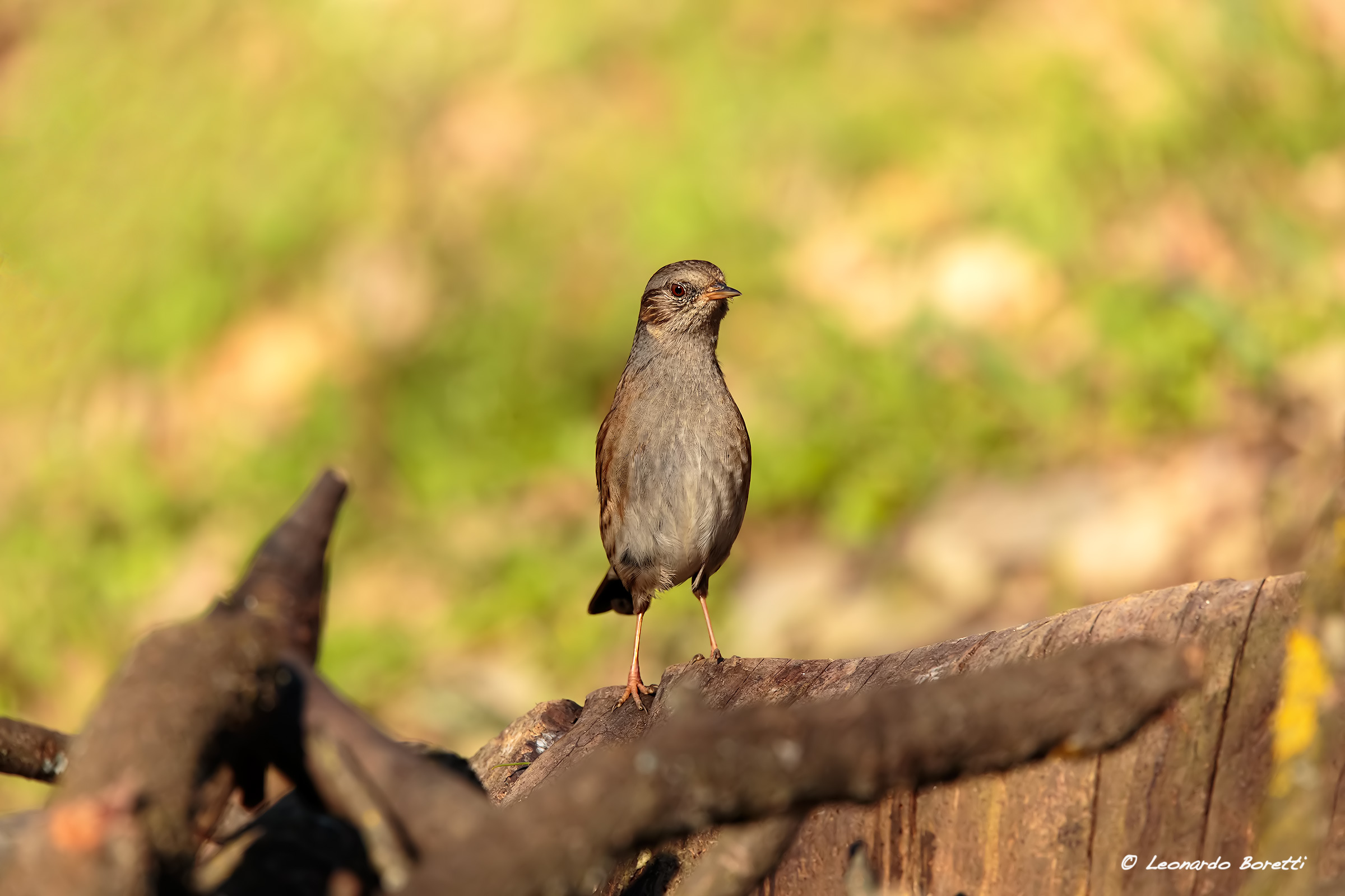Dunnock
