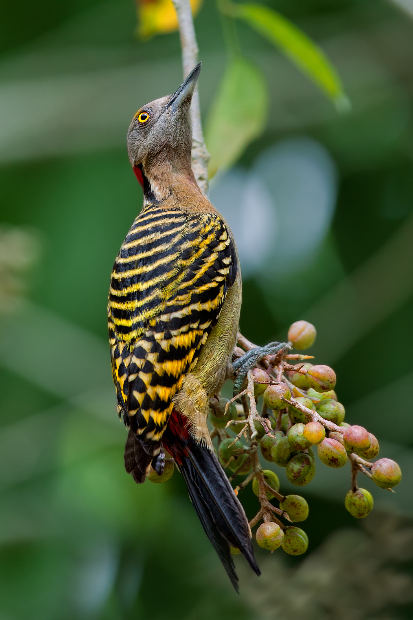 Melanerpes striatus (Picchio di Hispaniola)