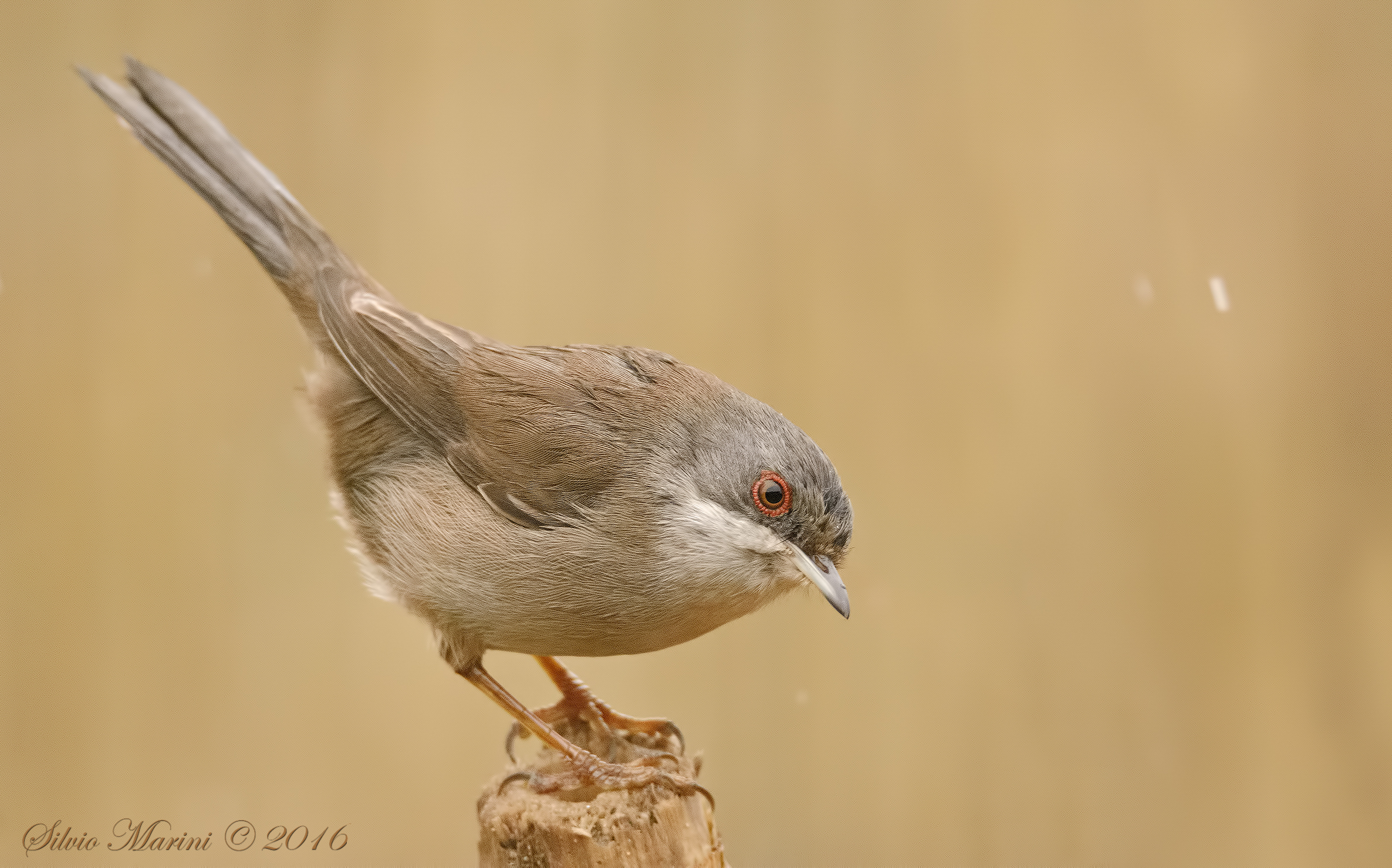 Sardinian warbler (Sylvia melanocephala) female