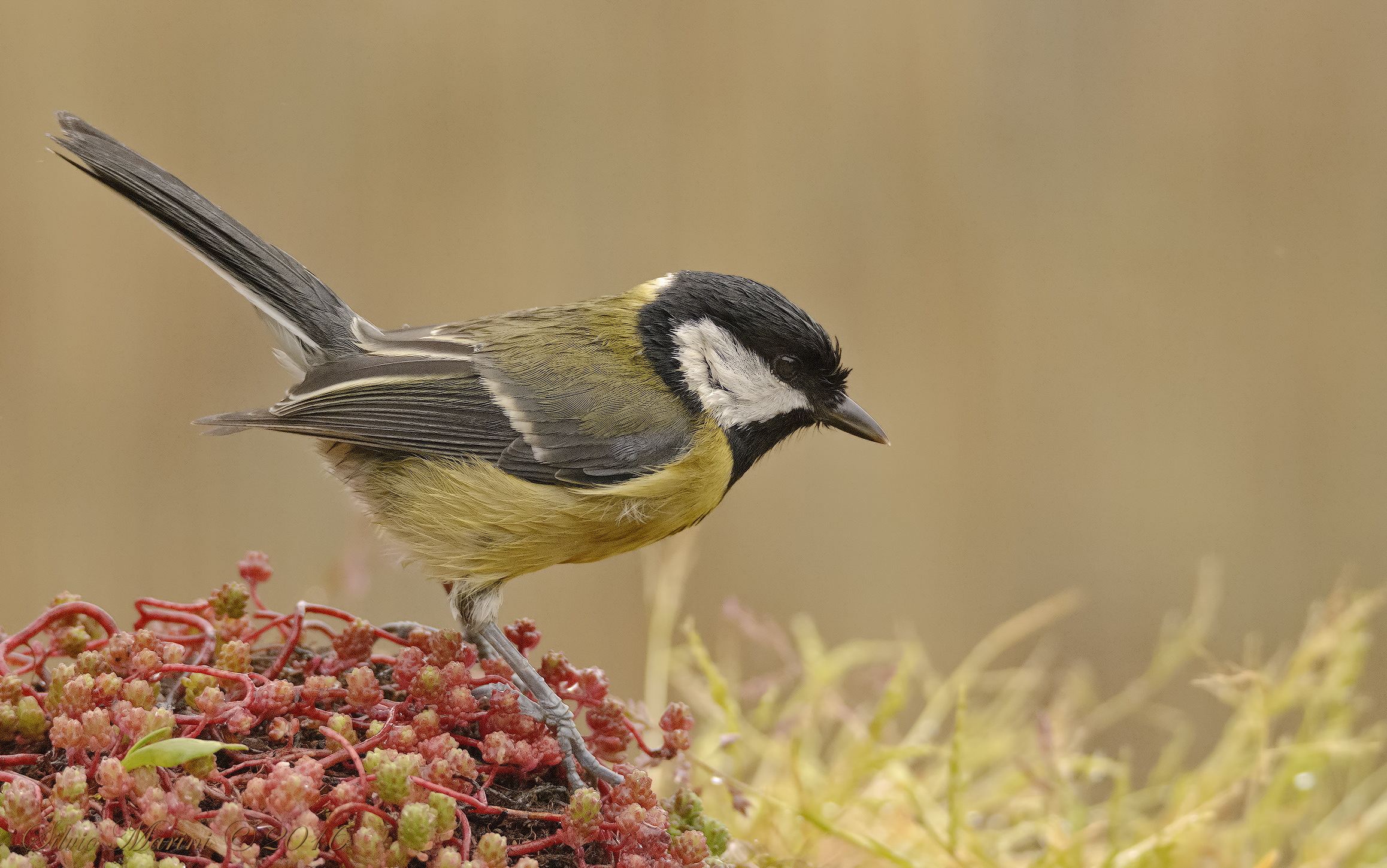 Great Tit (Parus maior) wet tit luck