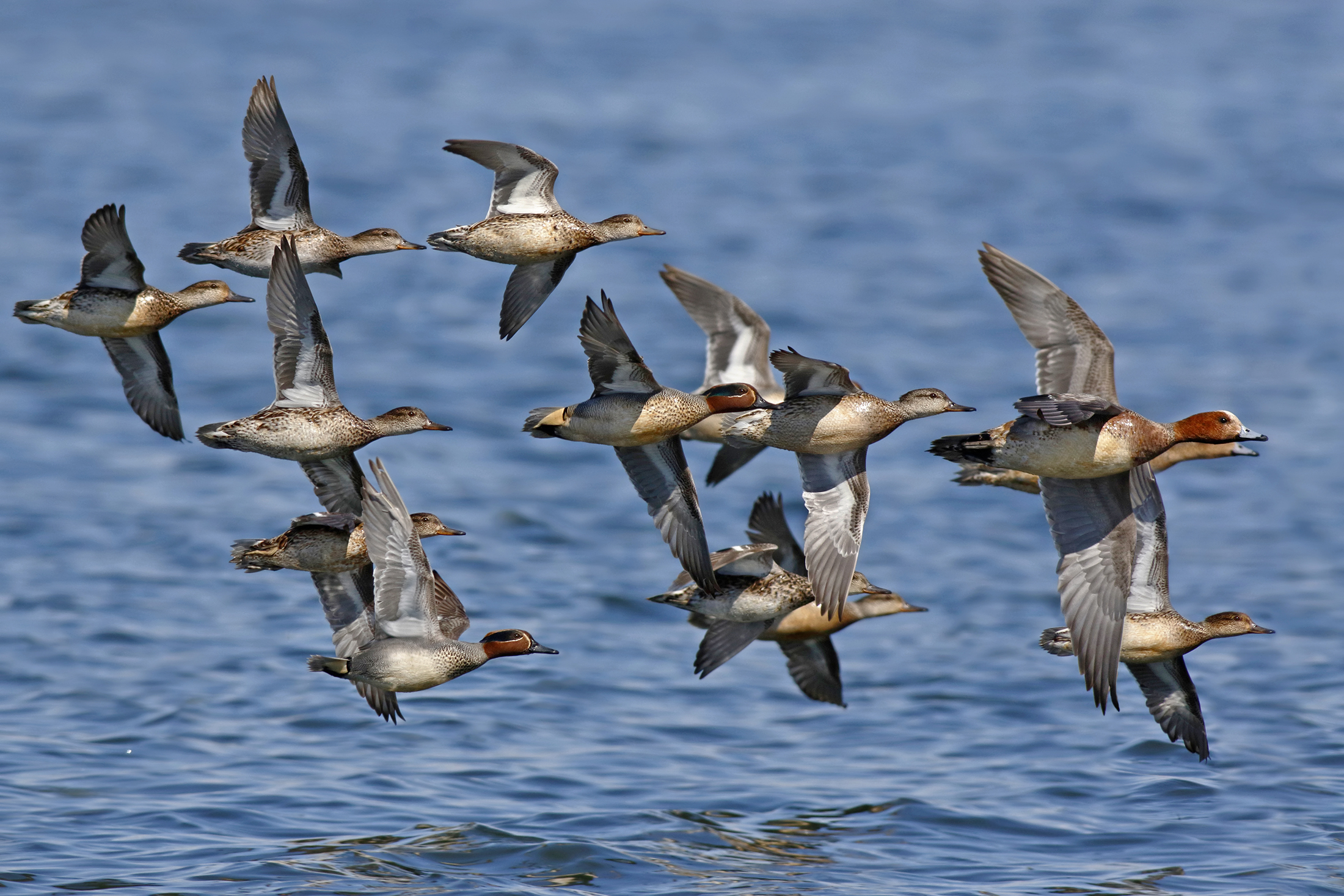 Teals in flight