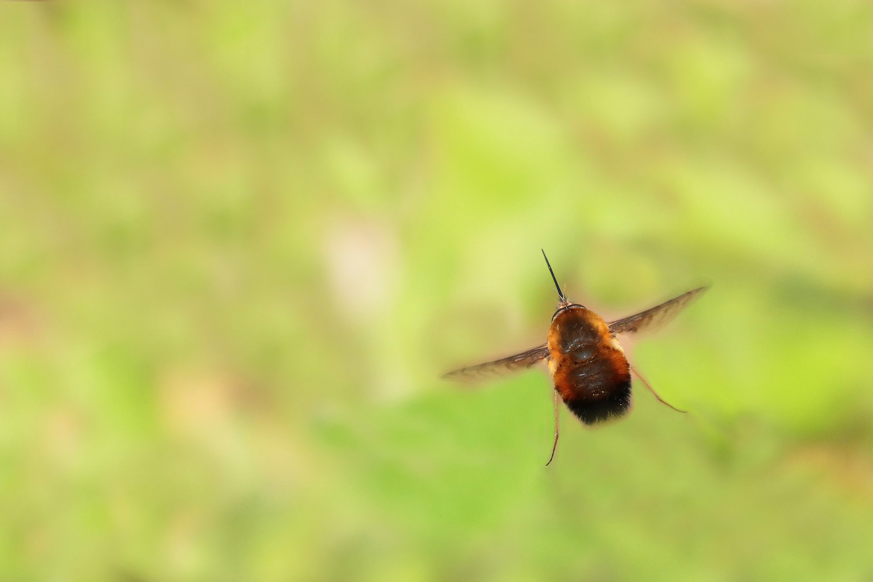"Il volo del Bombilide"