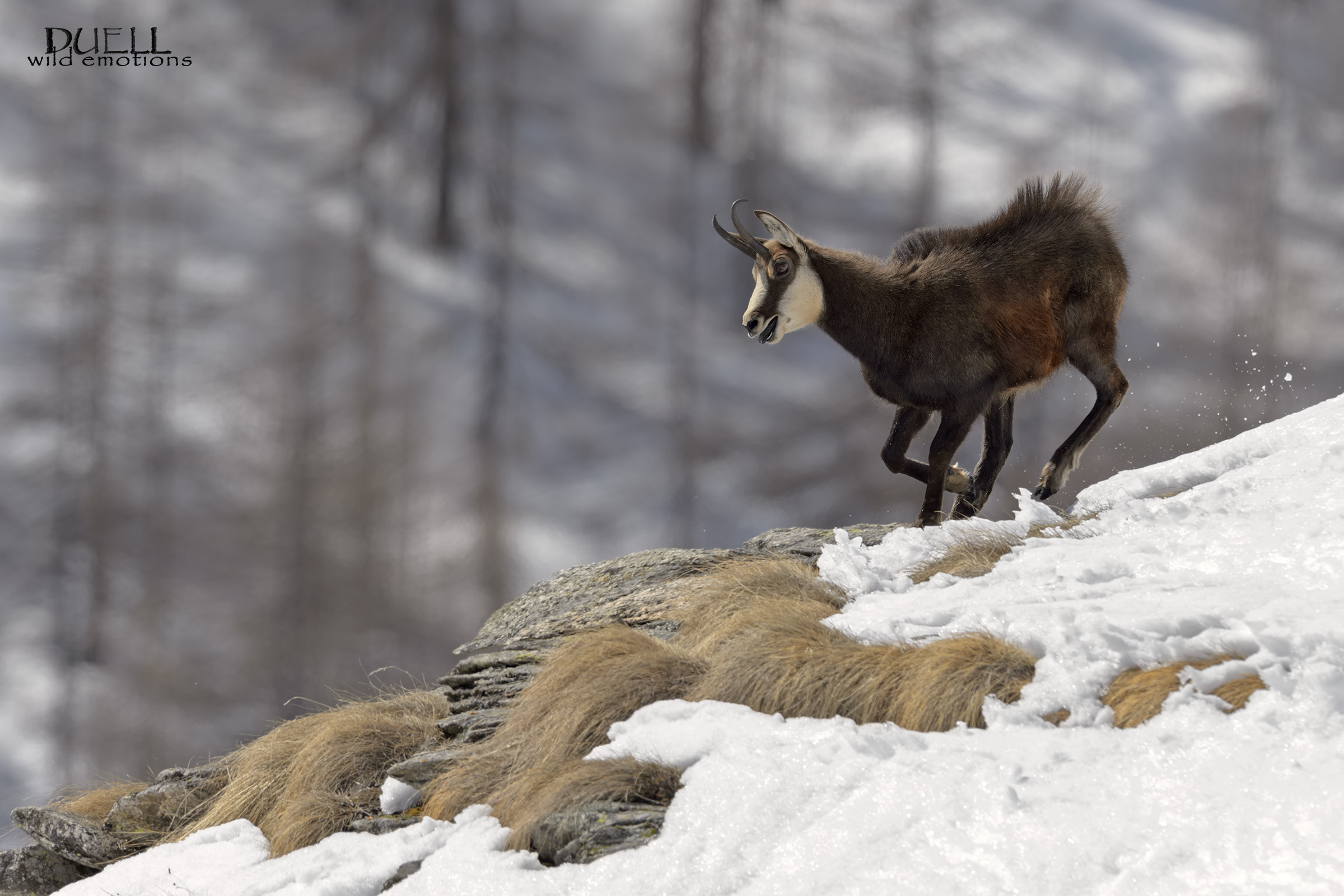 the ride on the crest 2