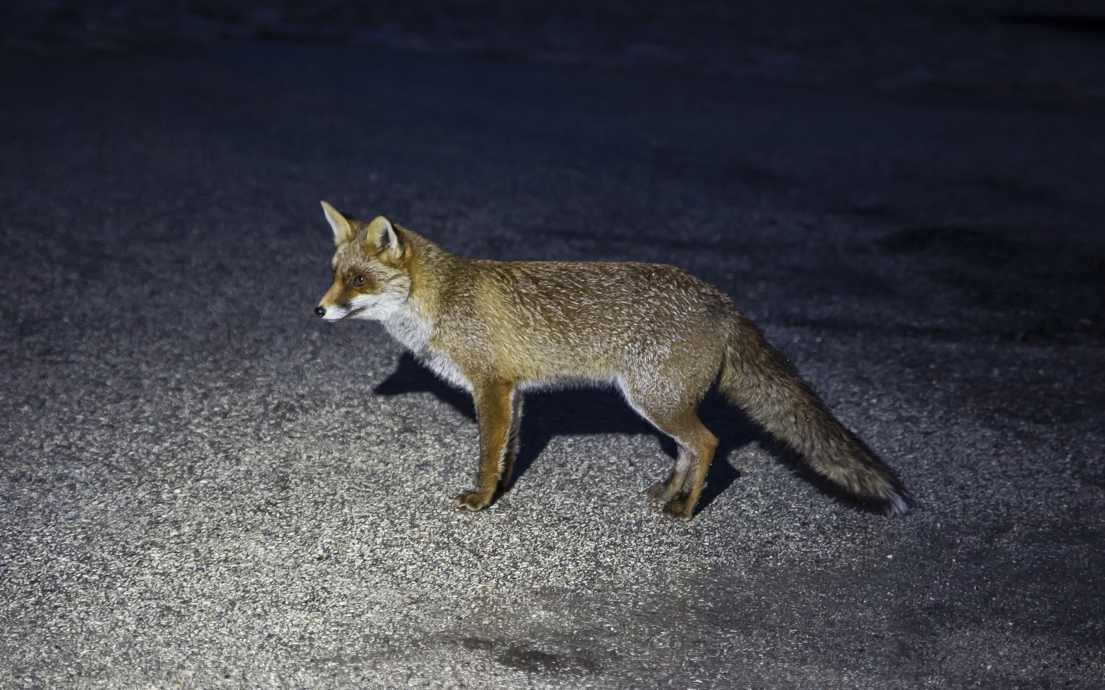 the Fox of Castelluccio di Norcia