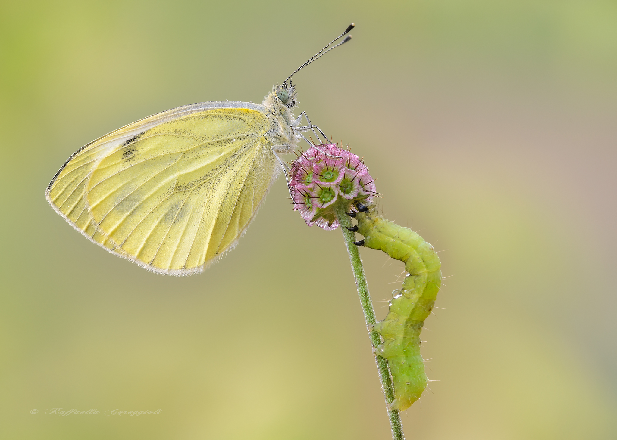 Fioregiallo told you to sit still !!!