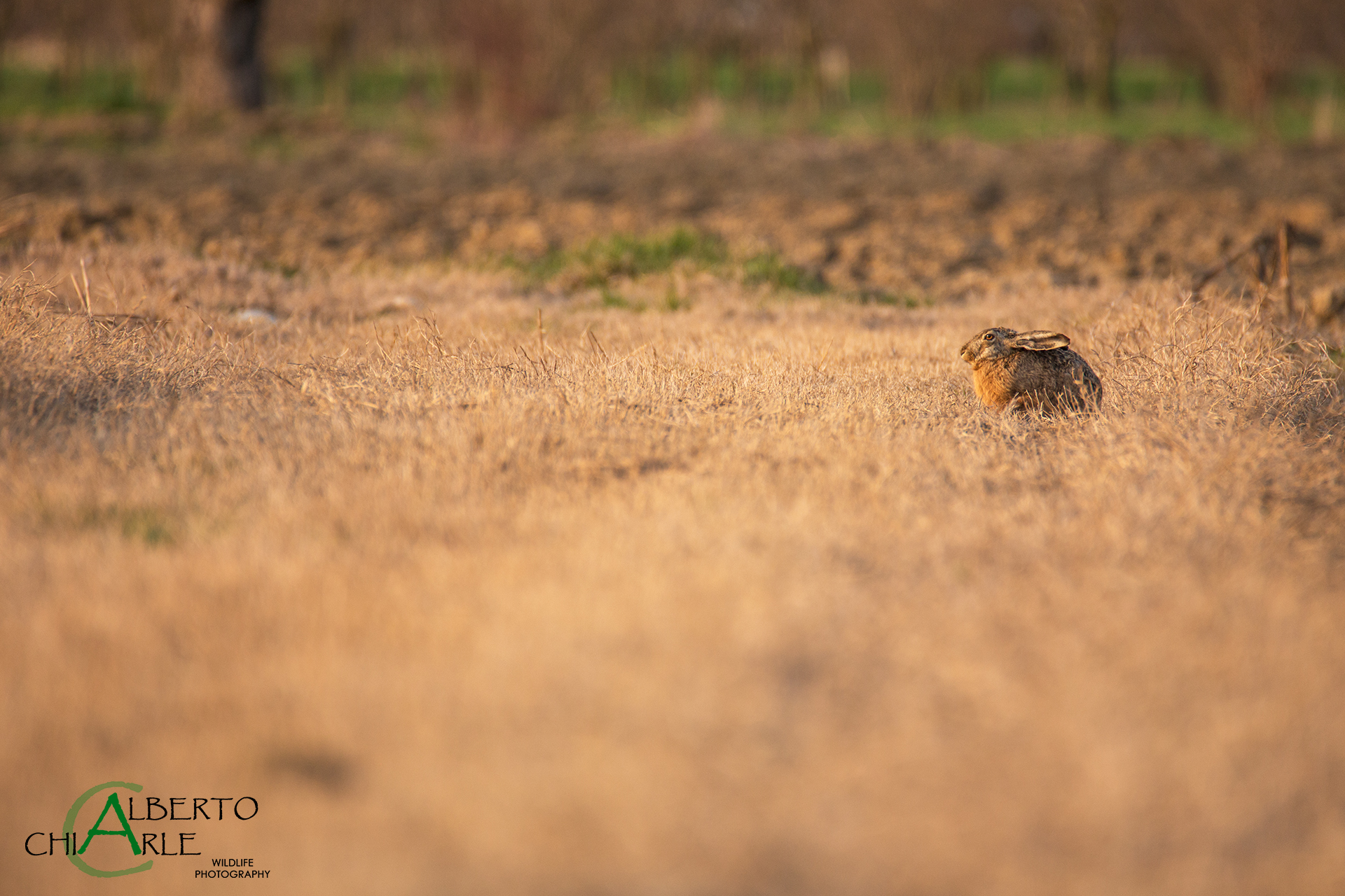 Lepre che prende il sole