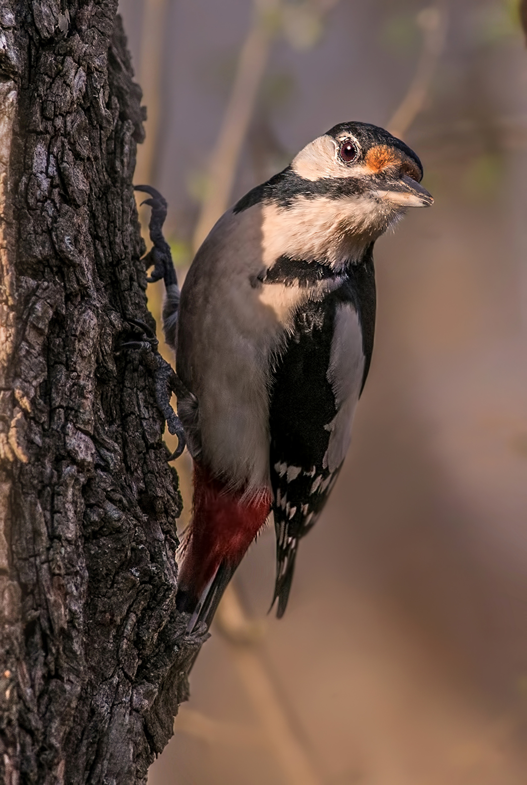 woodpecker female