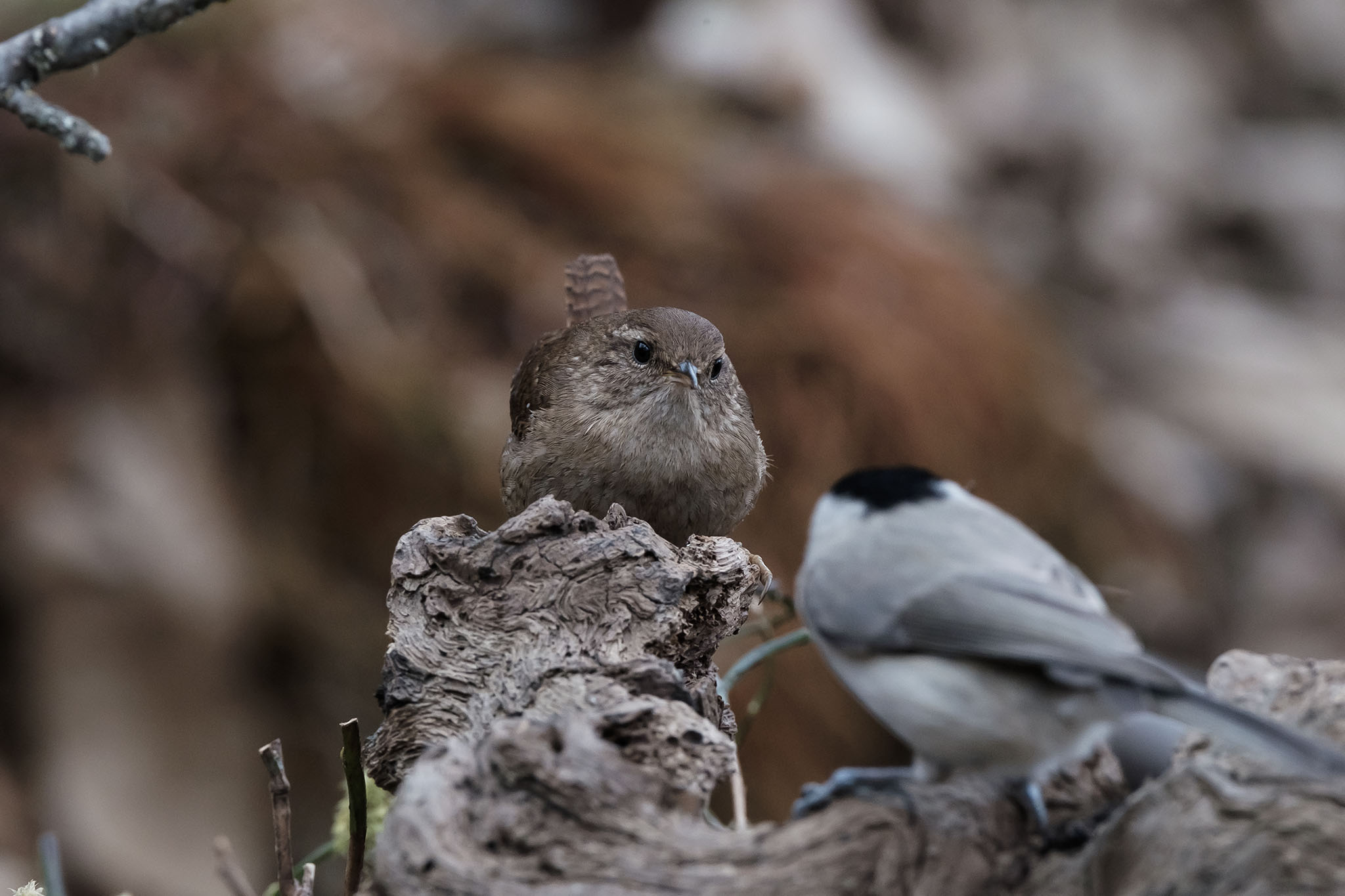 Scriciolo Vs Cincia bigia