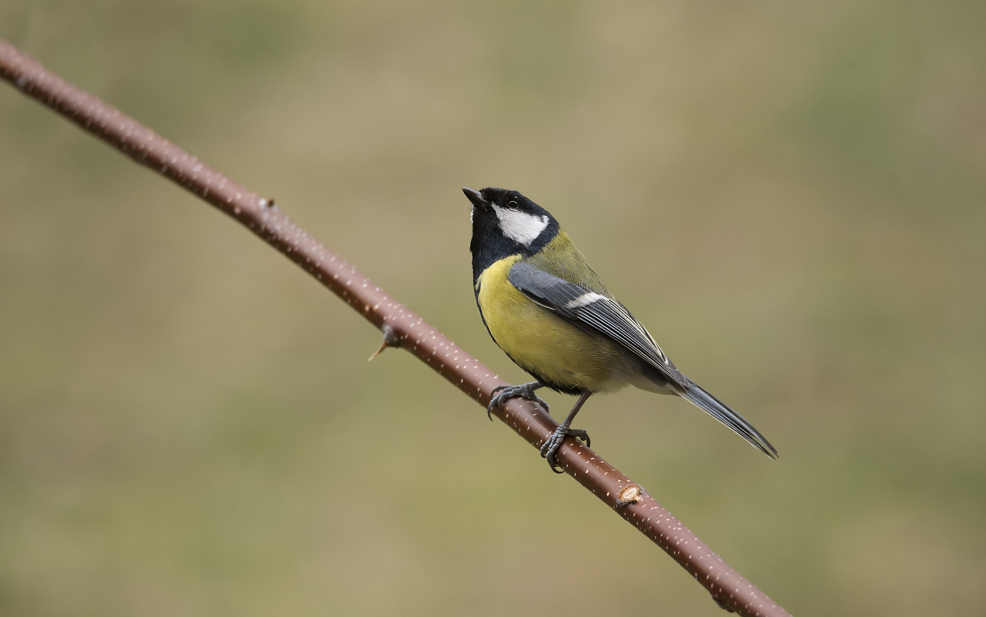 Great Tit