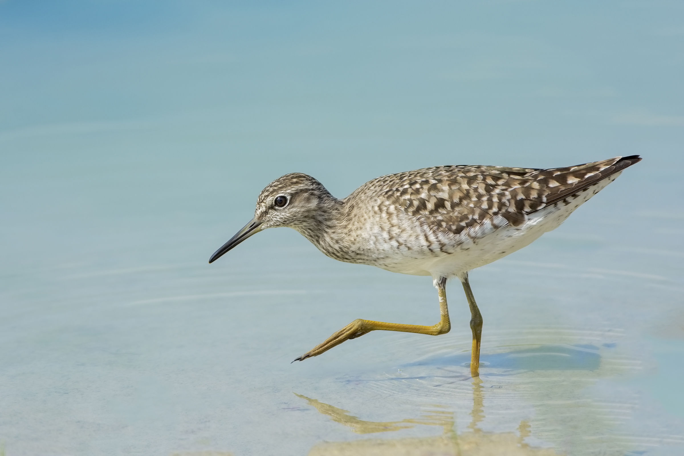 Piro-Piro boschereccio (Tringa glareola)