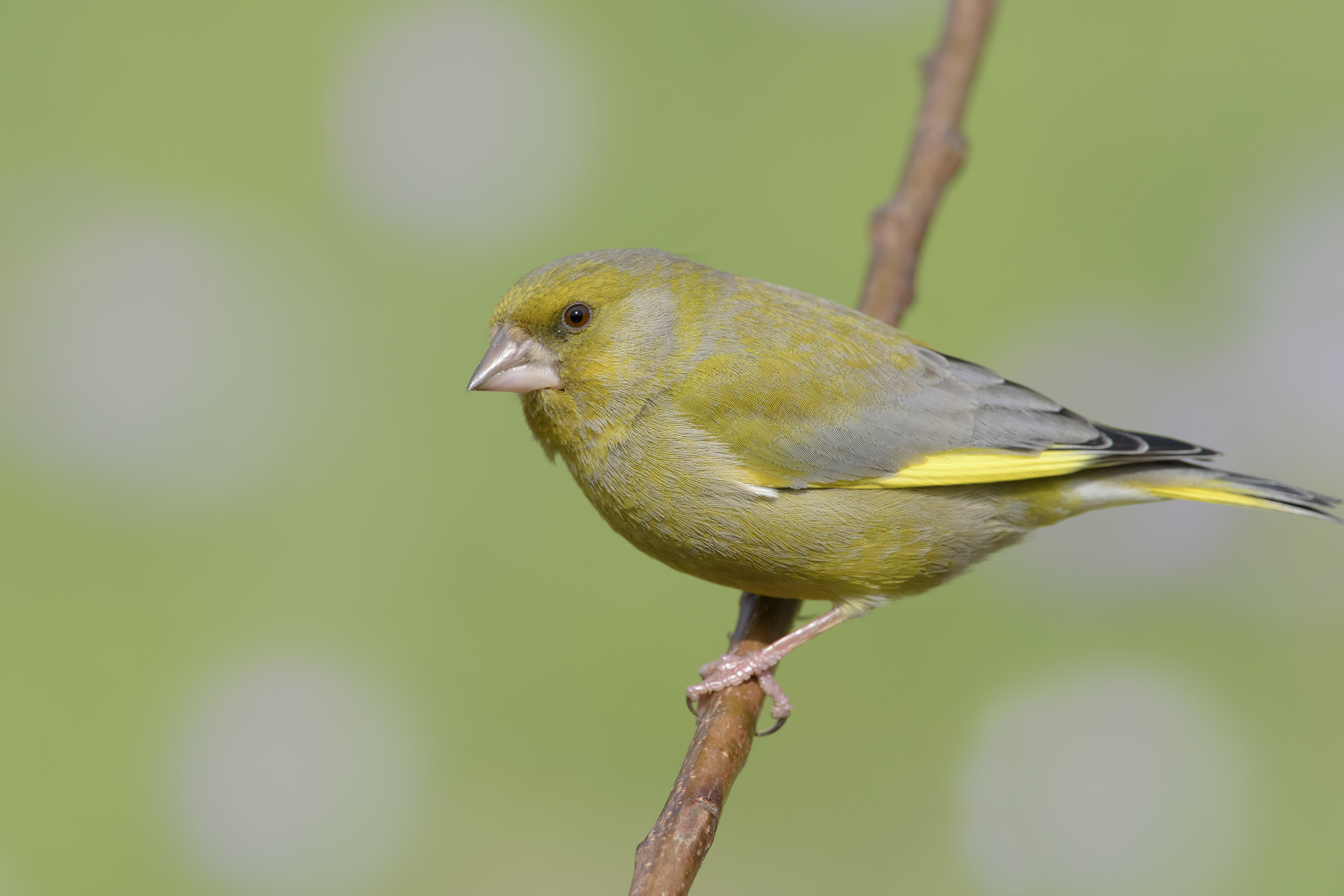 greenfinch