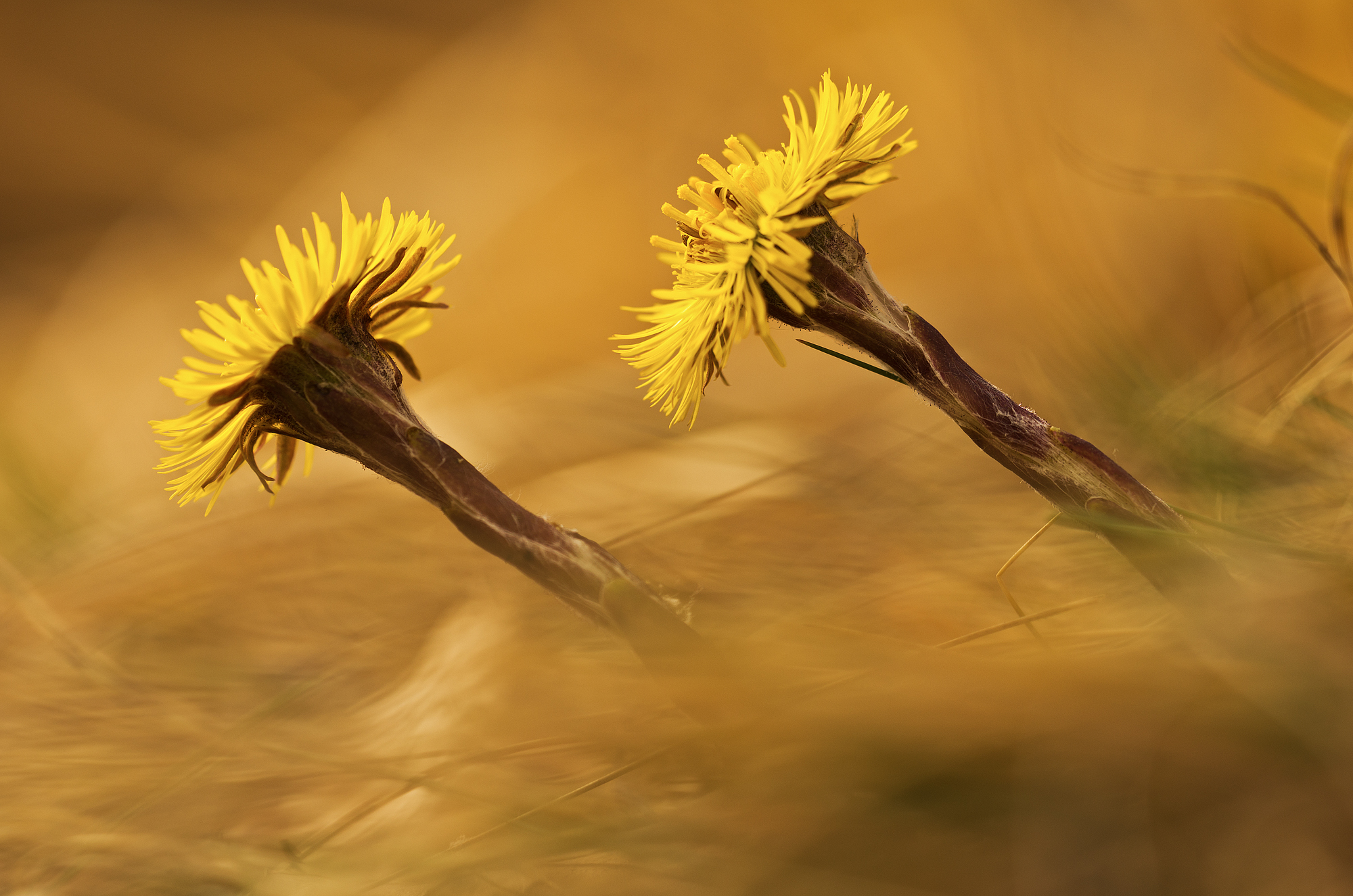 Tussilago farfara (l., 1753) - Asteraceae