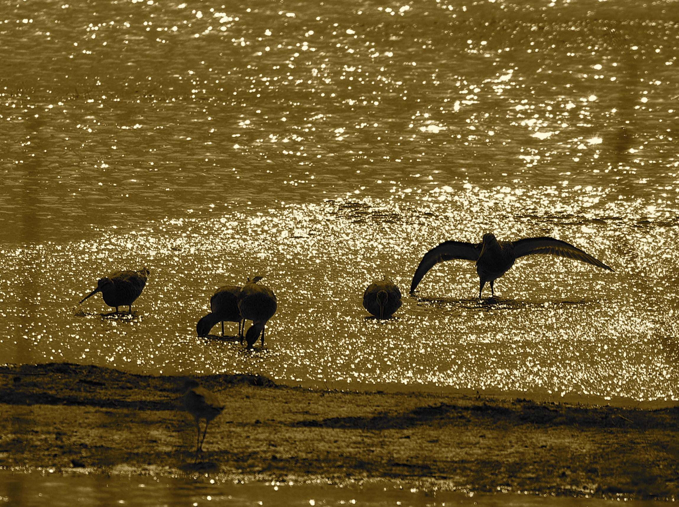 beccaccini al tramonto