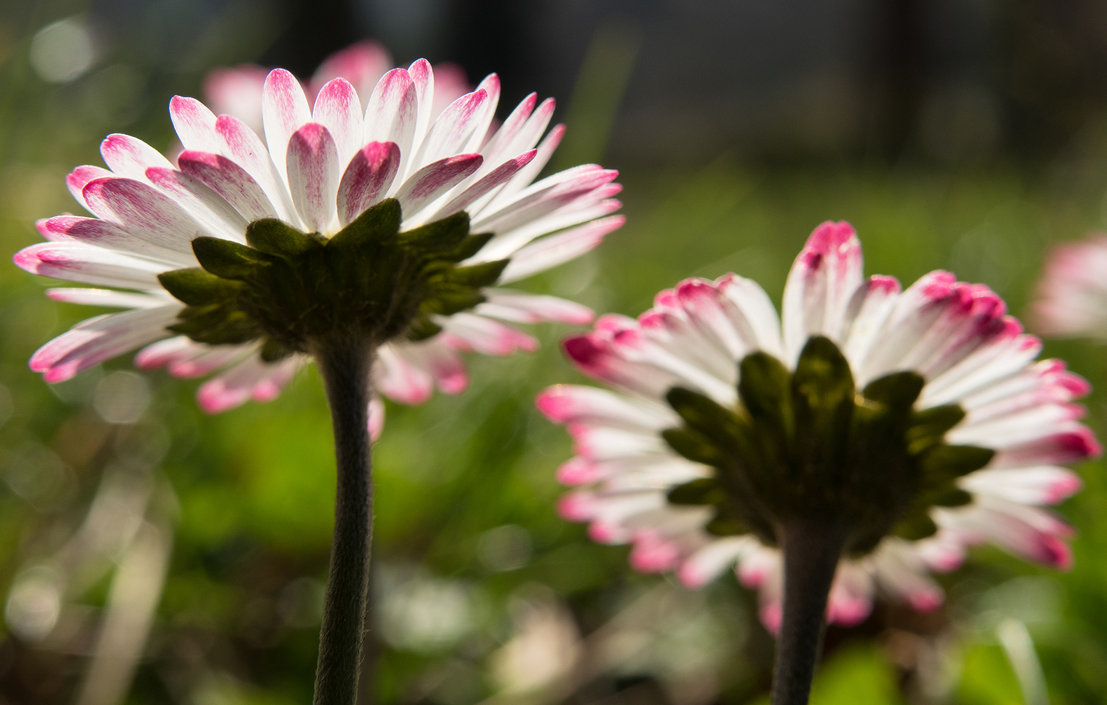 I colori della Primavera