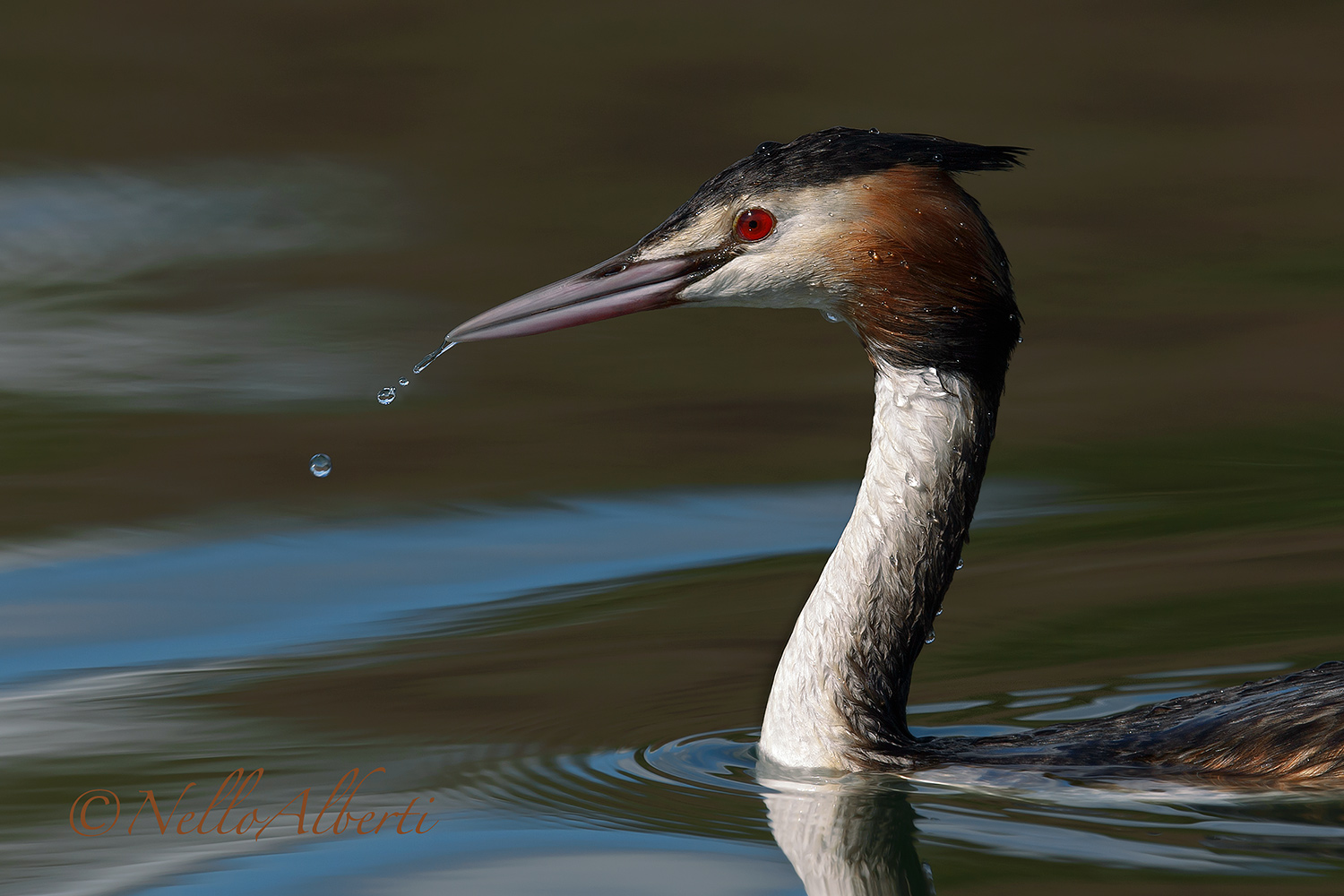great crested grebe