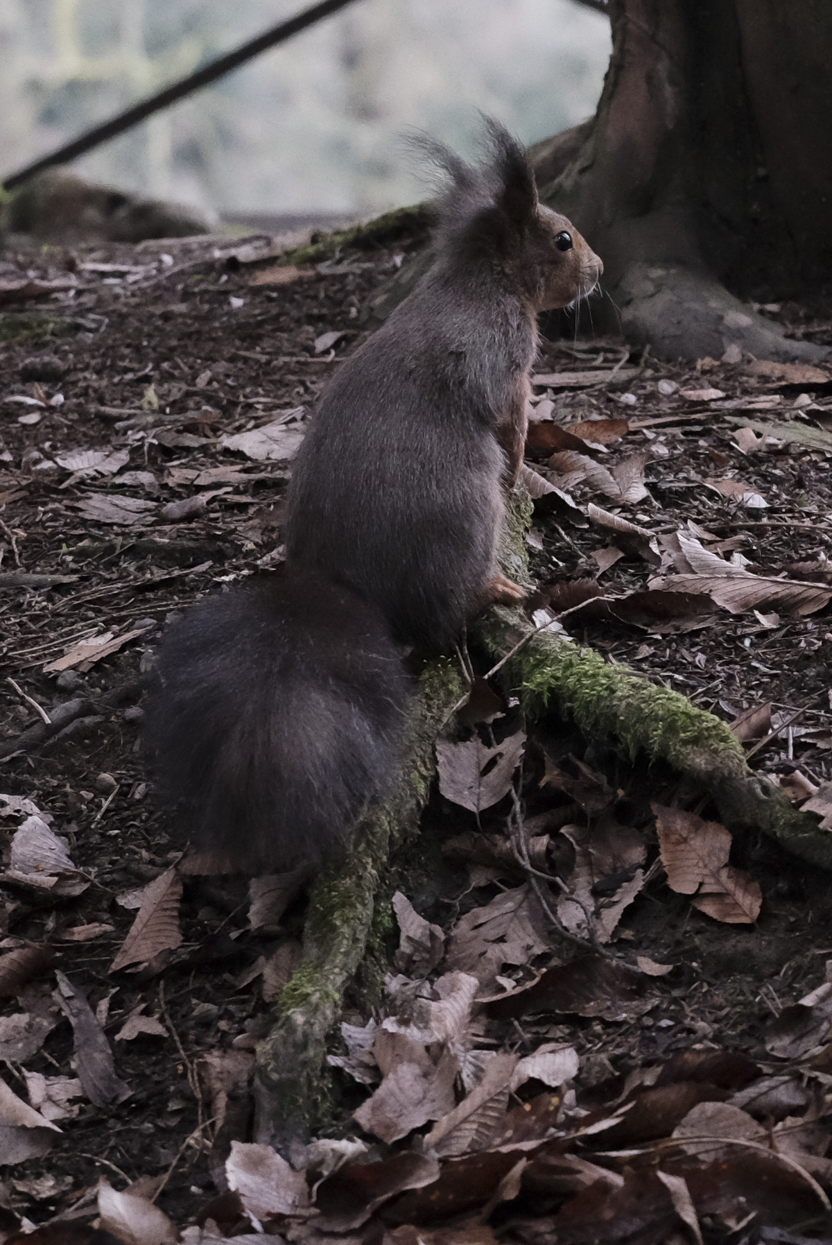 Ivan Giuseppe-superbo-Parco di monza