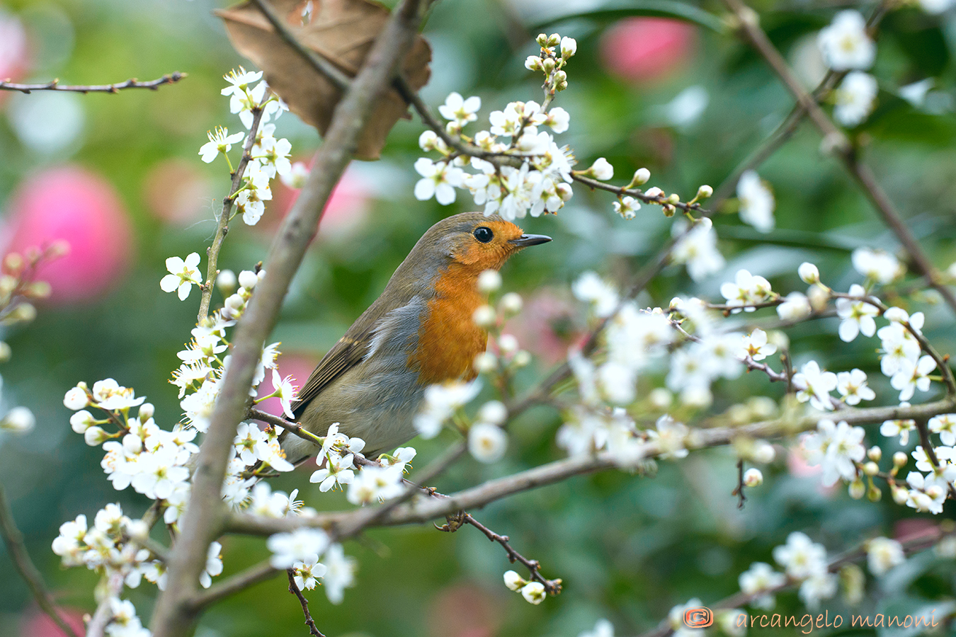 Robin between hawthorn