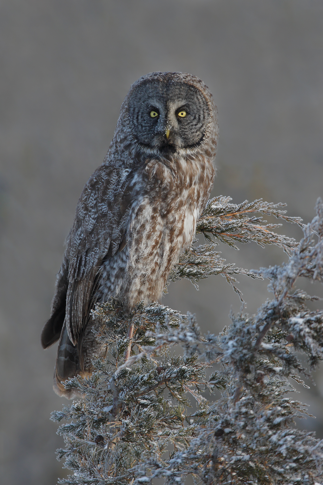 Great Grey Owl, Ontario, Canada