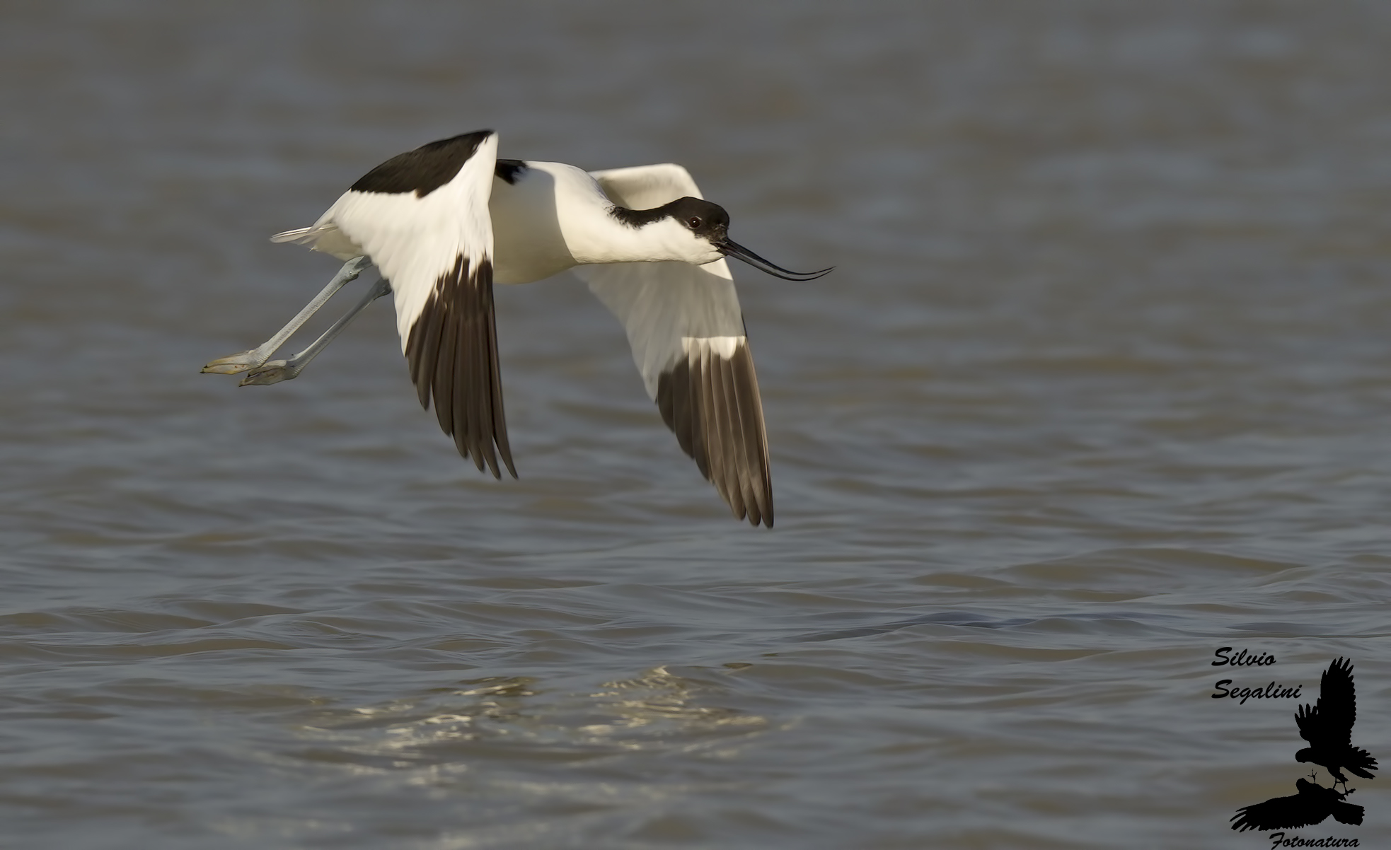 Avocetta in partenza
