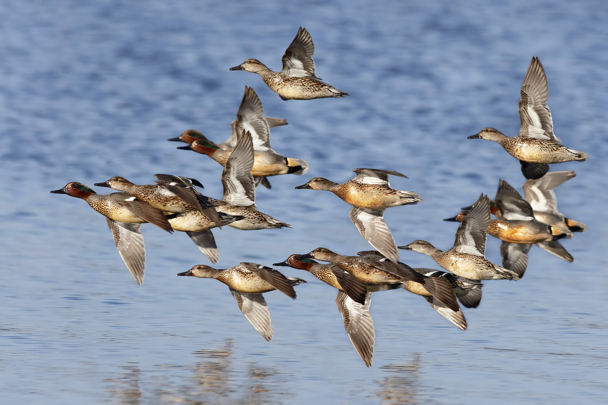 Teals in flight