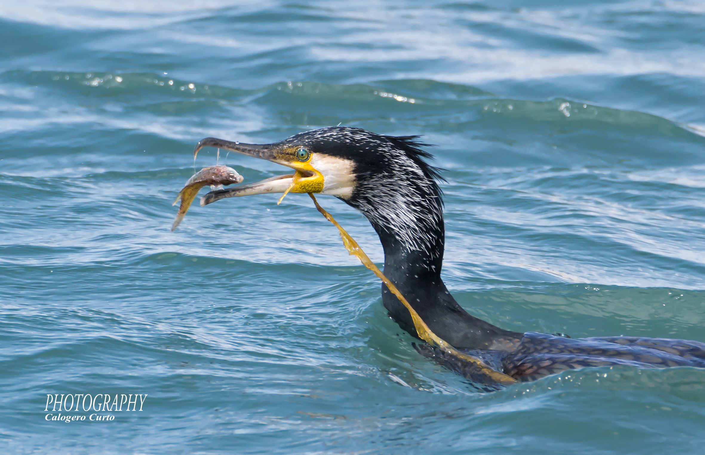 Cormorant with prey