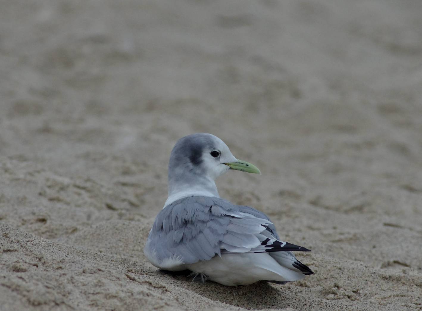 Black-legged Kittiwake
