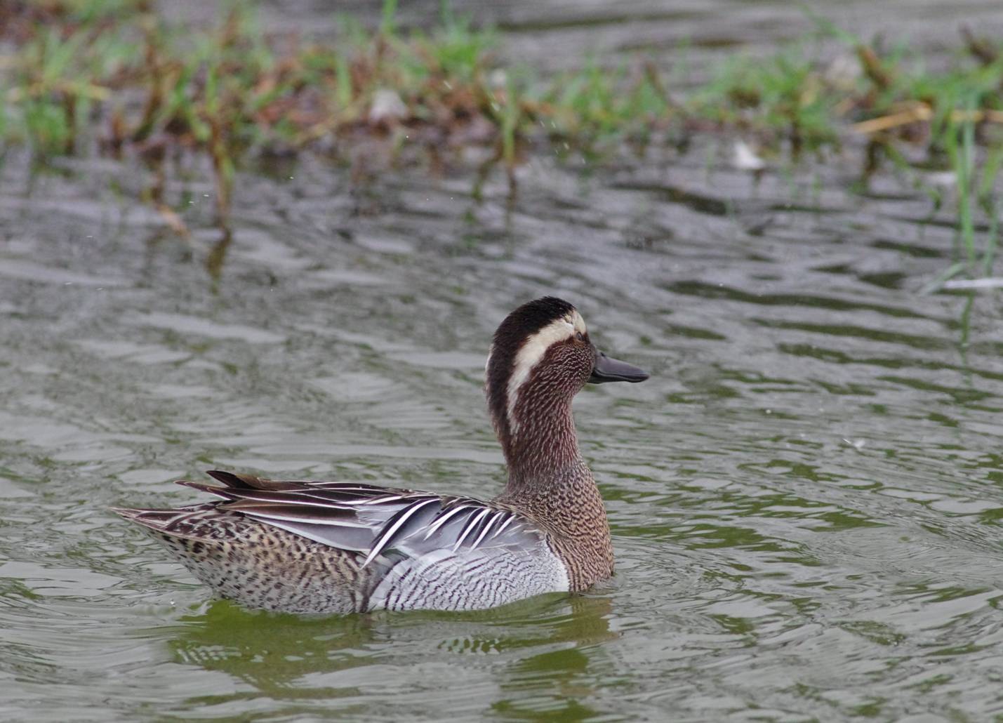 Garganey