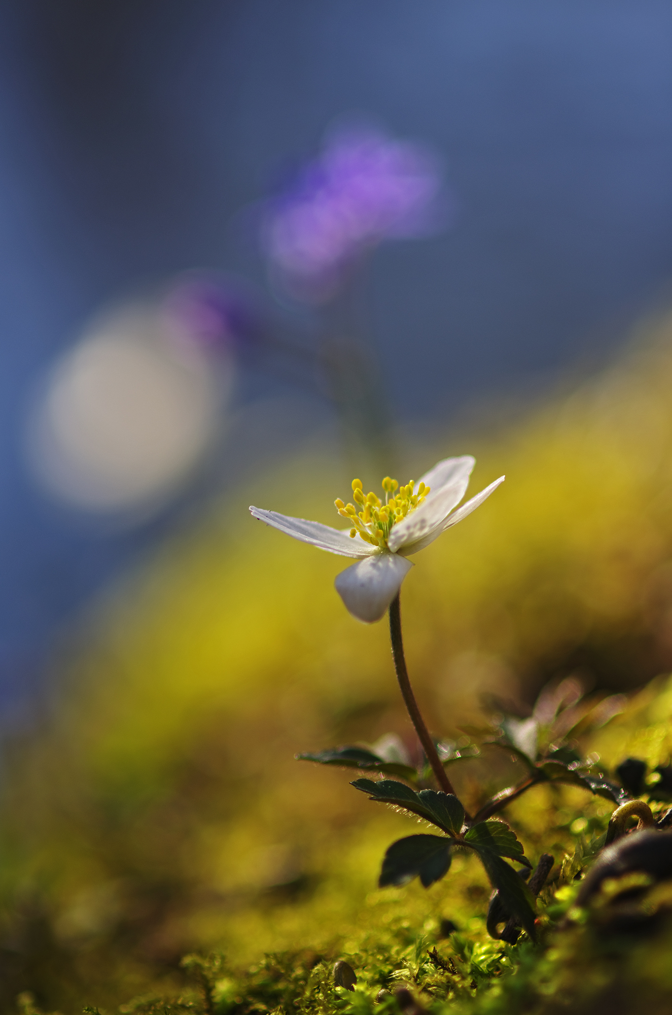 white anemone
