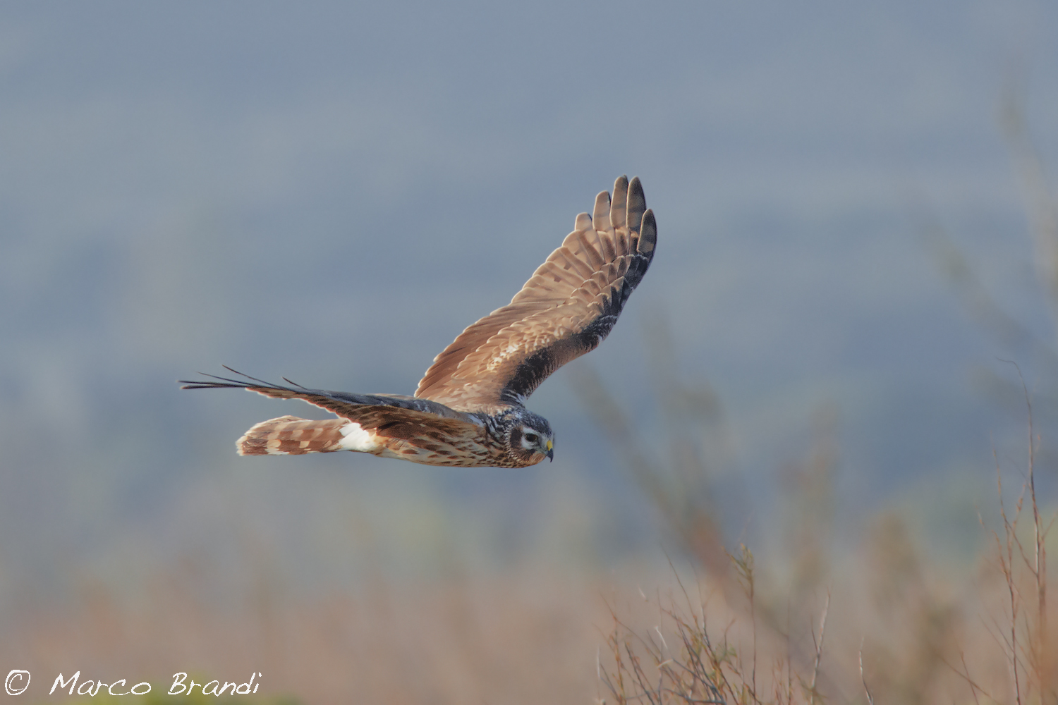 Harrier, female