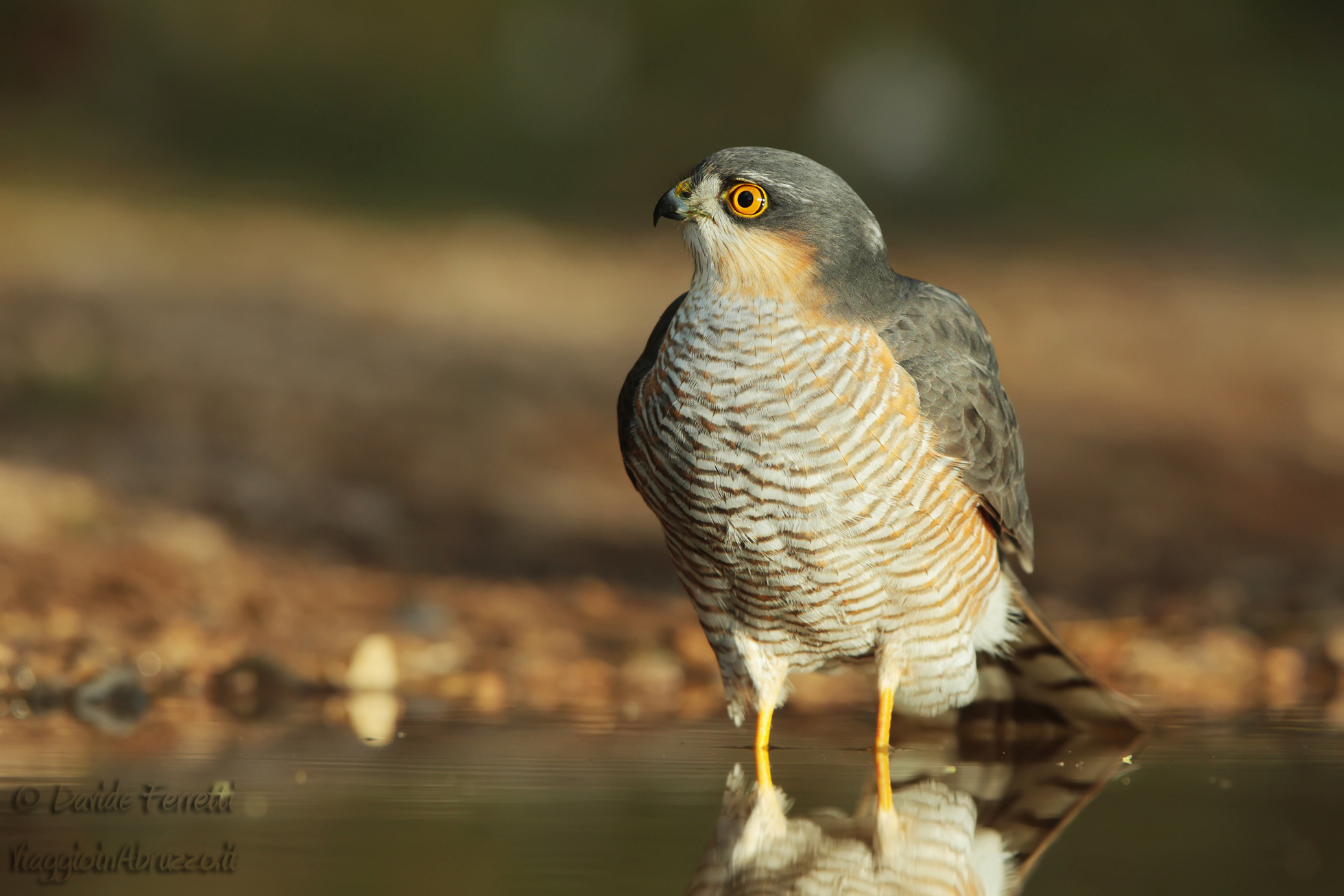 male Sparrowhawk (Sparrowhawk)