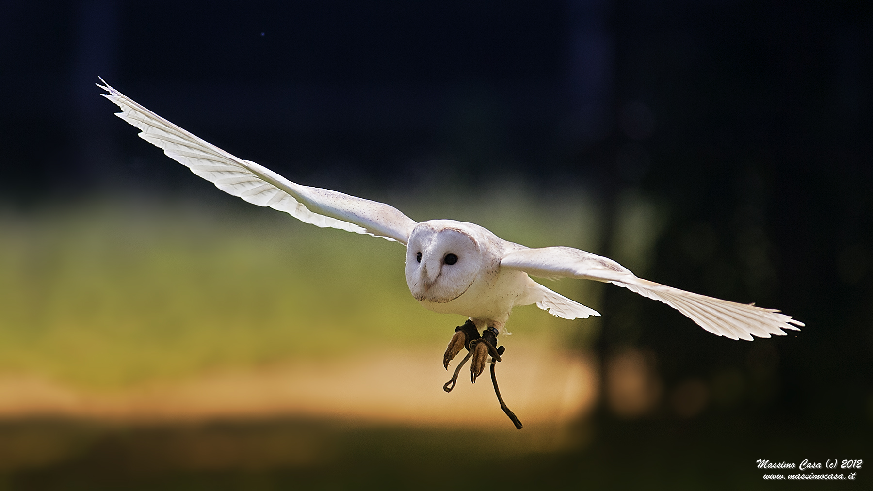 Tyto Alba - Barn Owl