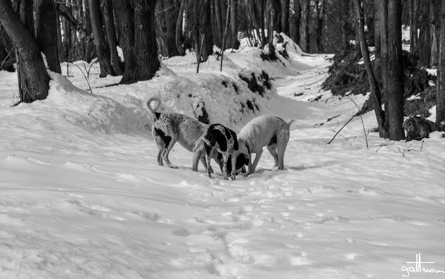 cielo d'inverno _ i tre moschettieri