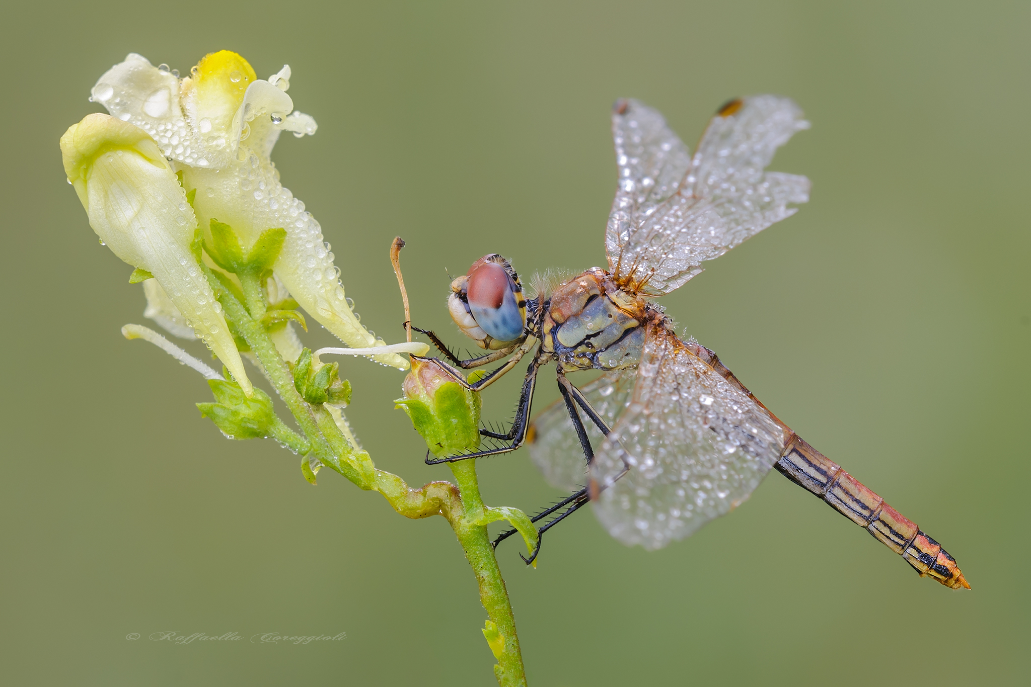 sympetrum