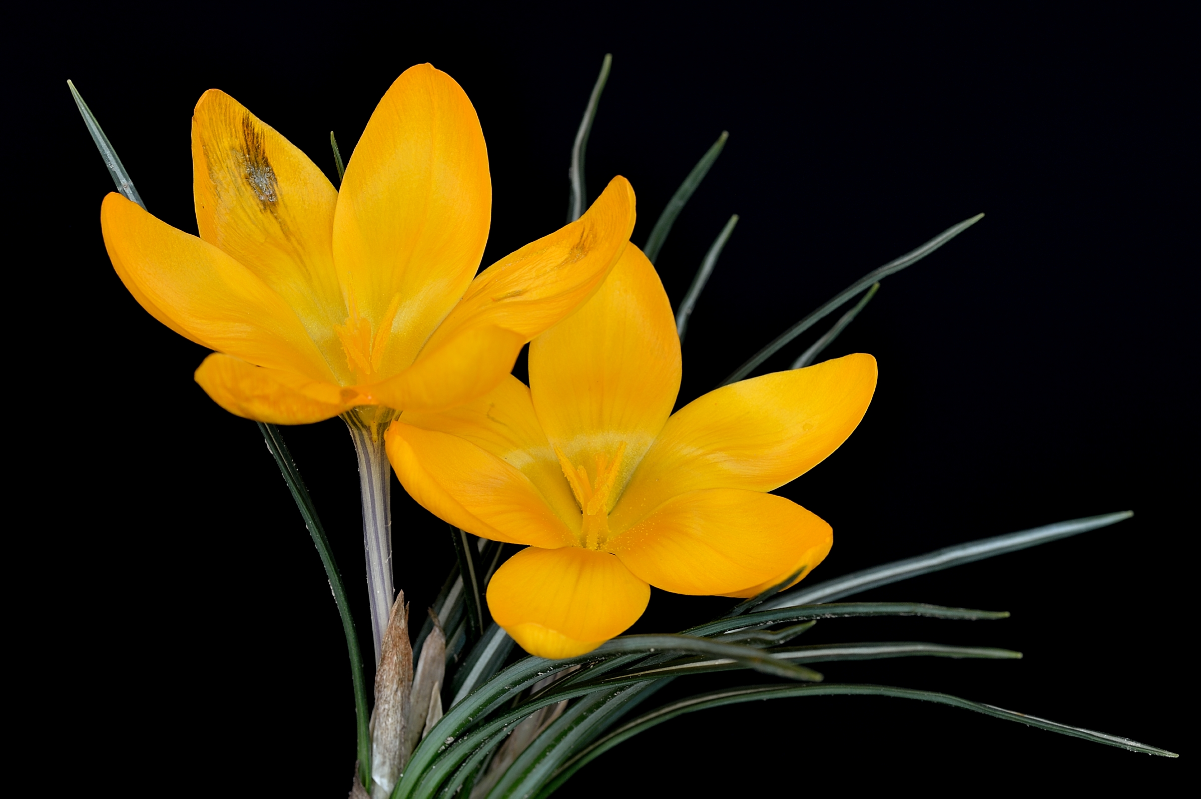 Il bello e il brutto