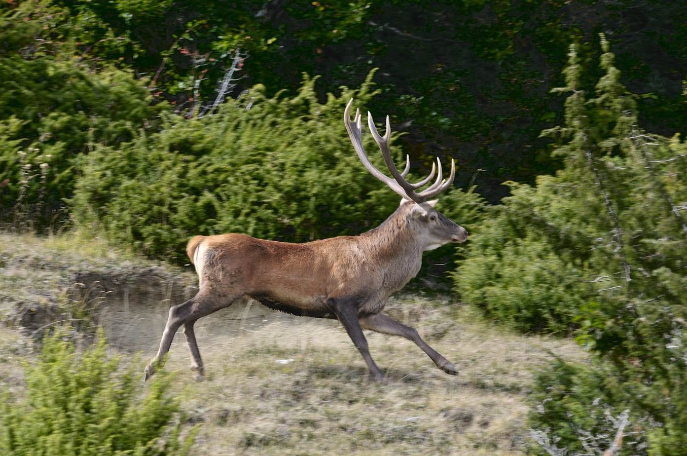 elegance in the running