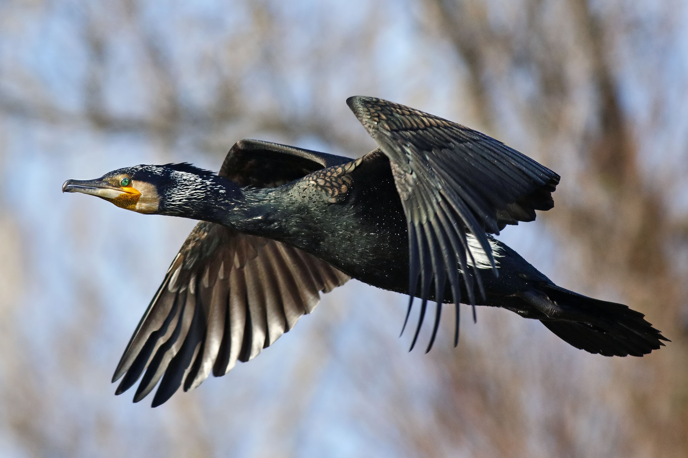 The colors of the cormorant