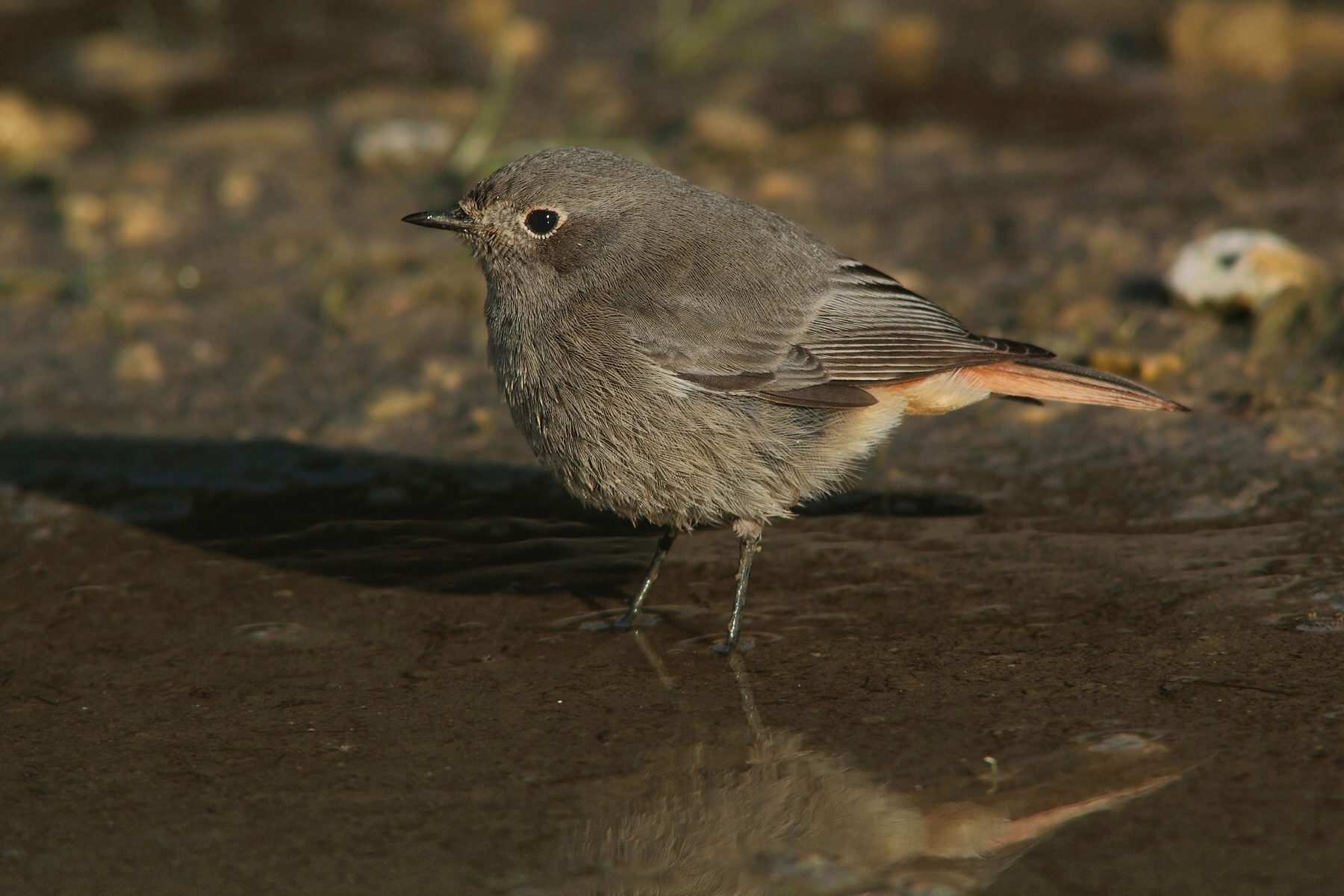 Black redstart (f) to soak