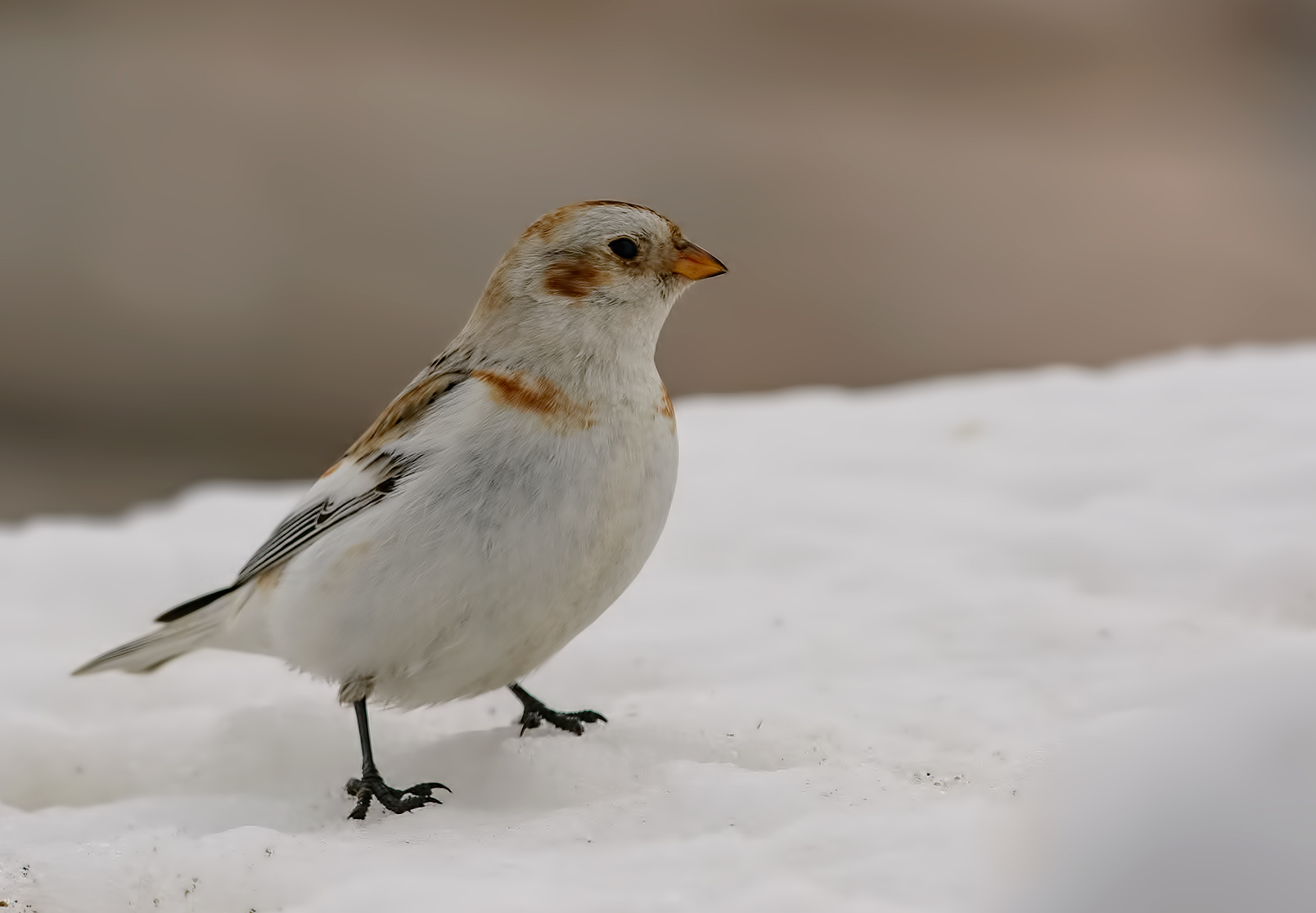 Snow Bunting