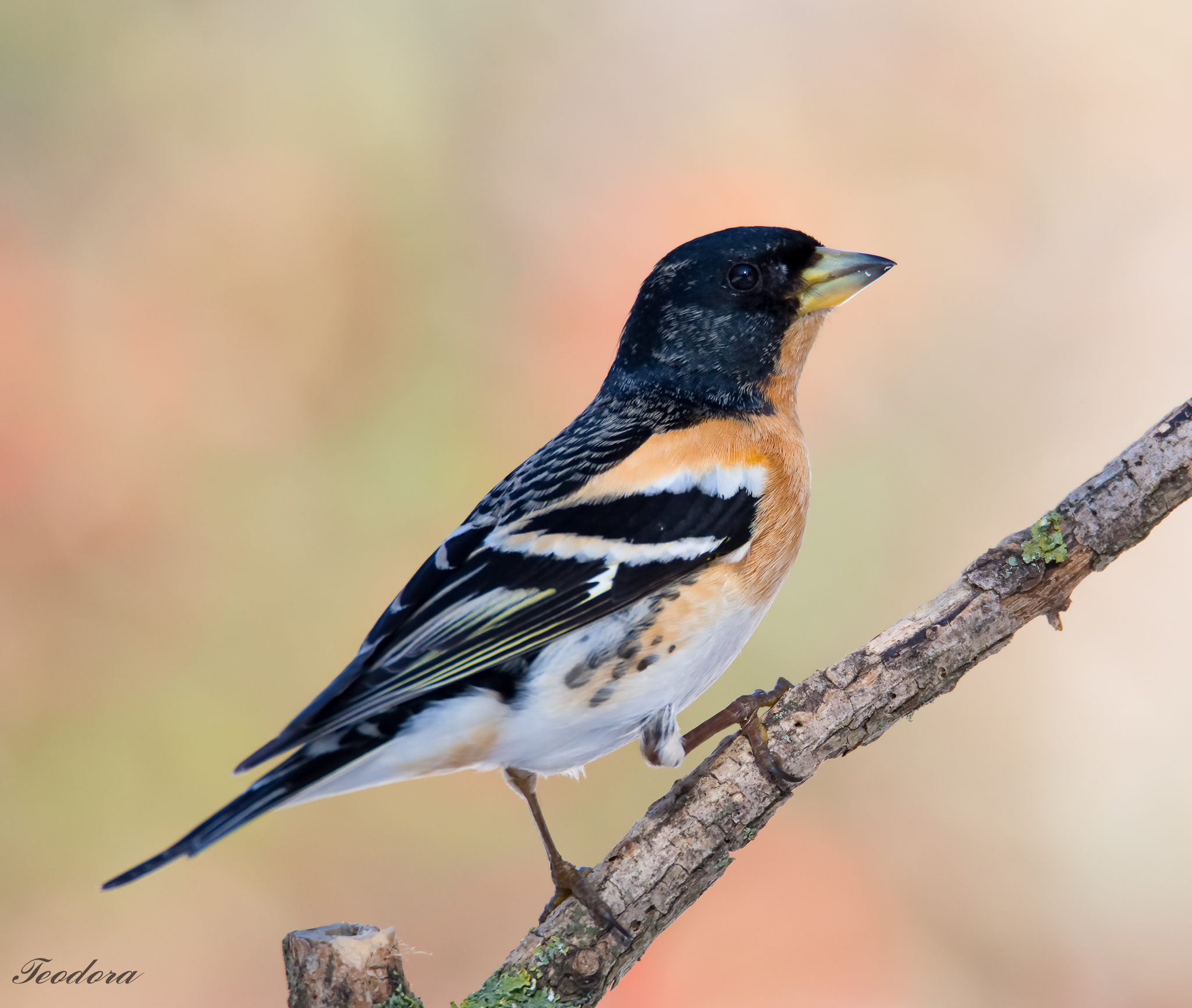 Peppola -Fringilla Montifringilla (M)