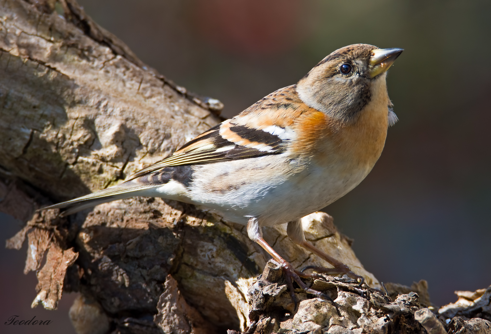 Peppola -Fringilla Montifringilla (F)