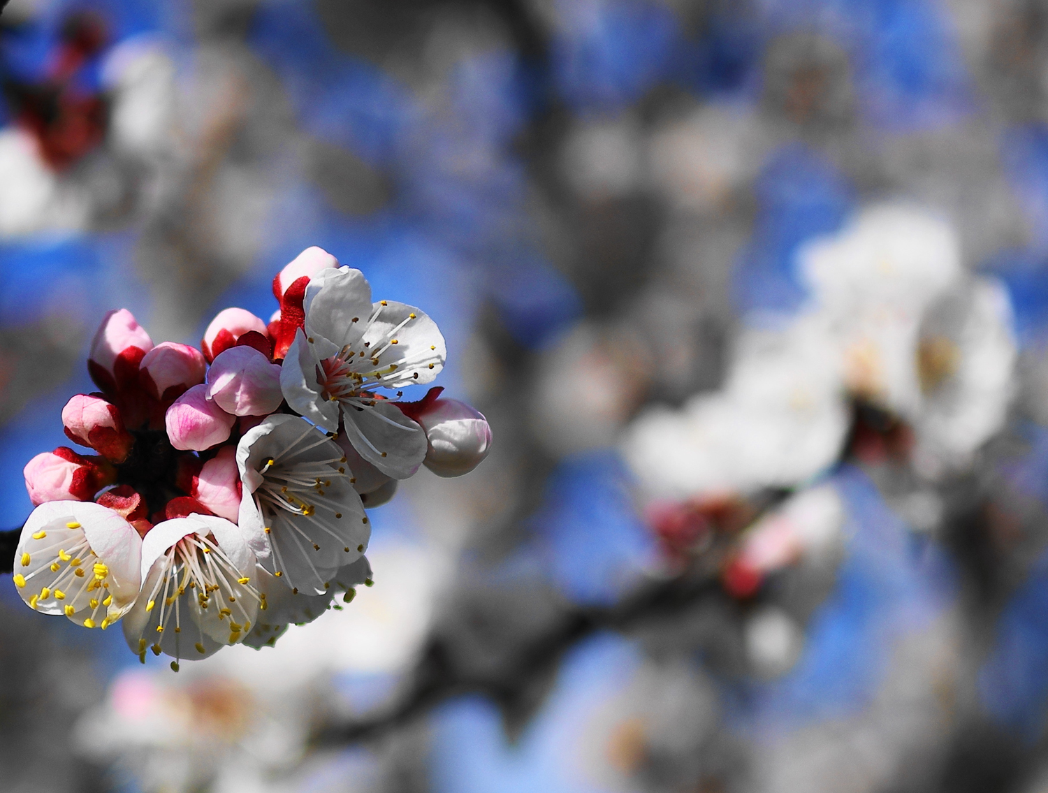 albicocco in fiore I