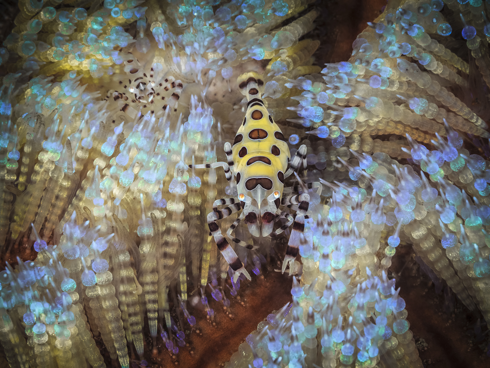 Psychedelic Colemanii