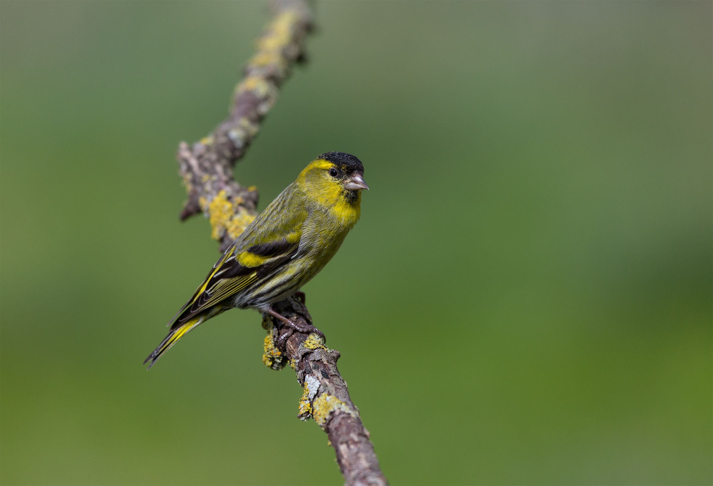 Siskin