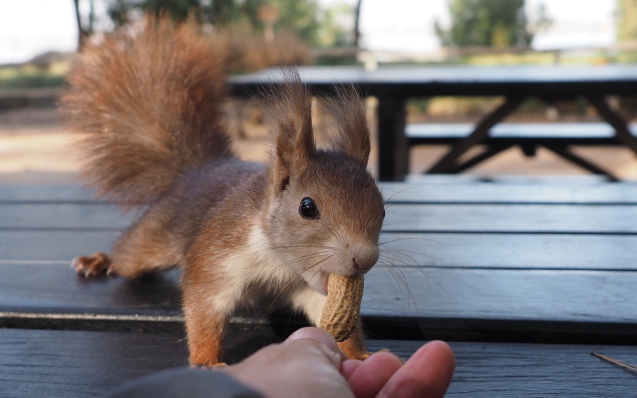 Un signorino prepotente