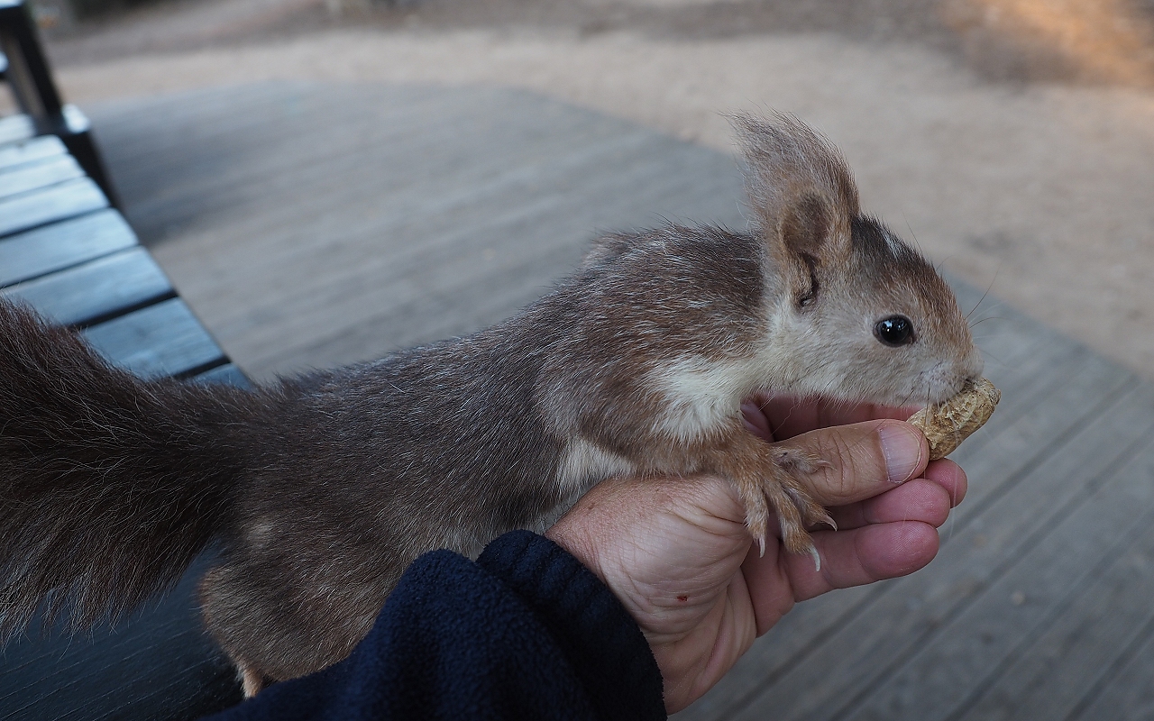 A gentleman domineering 4