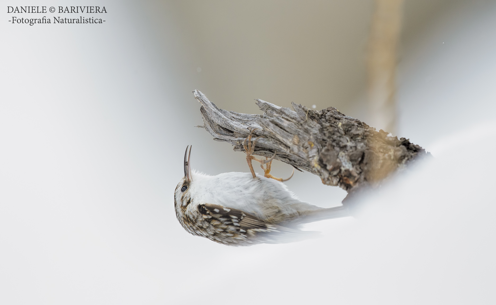 Rampichino alpestre con ragnetto..