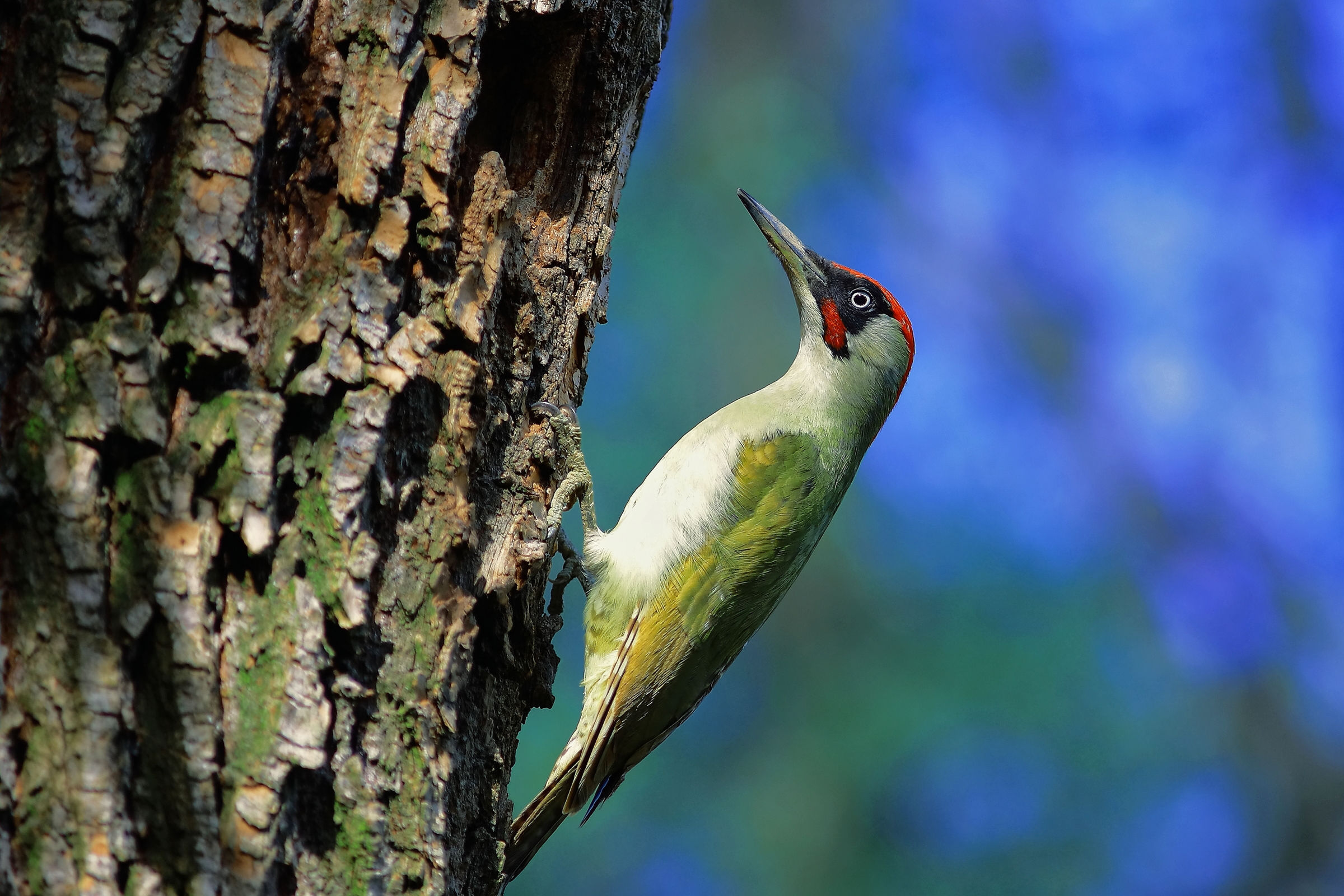 Boy green woodpecker