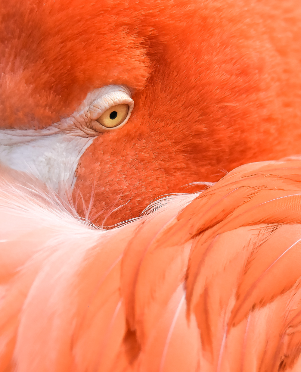the eye of flamingo